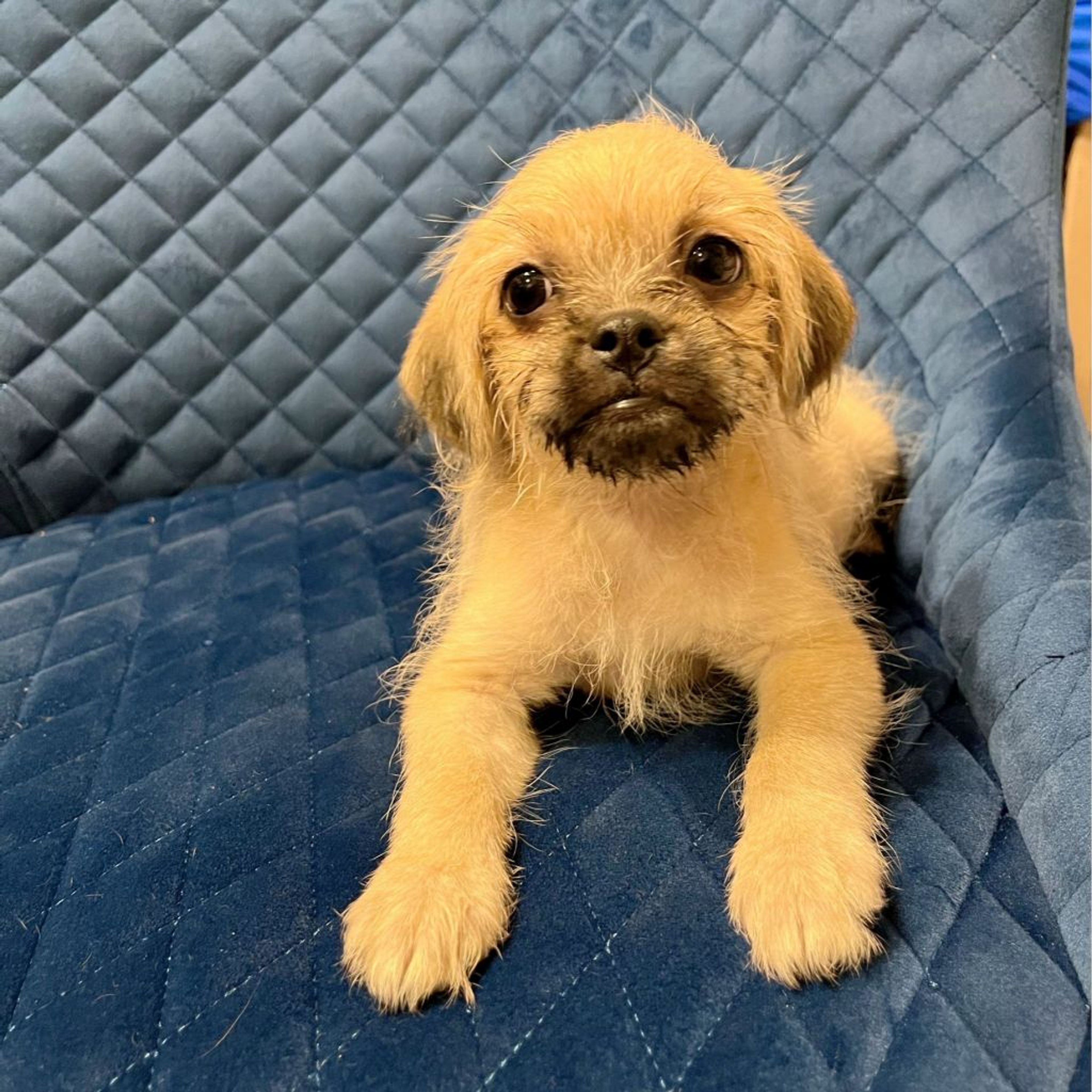 pet-image-4