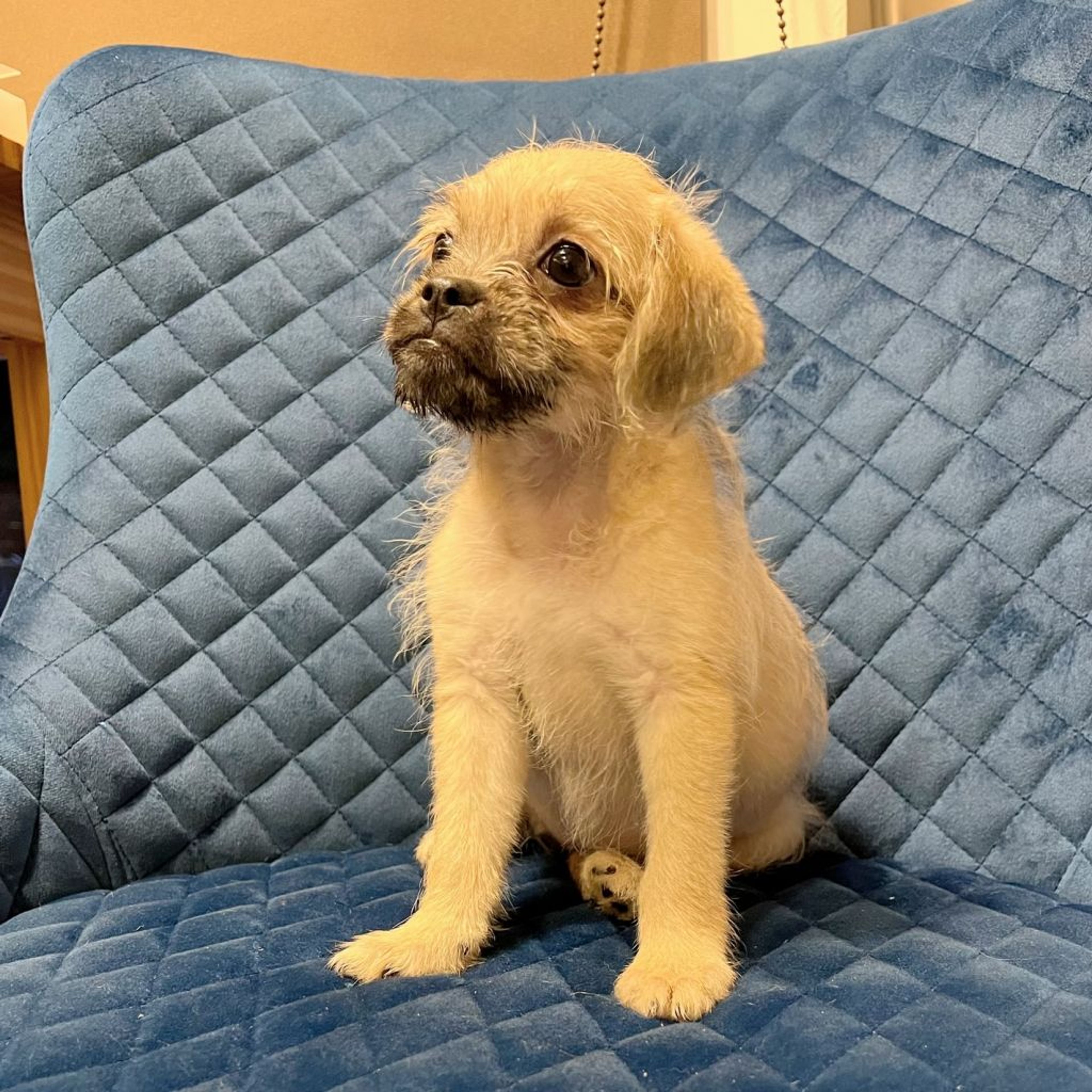 pet-image-5