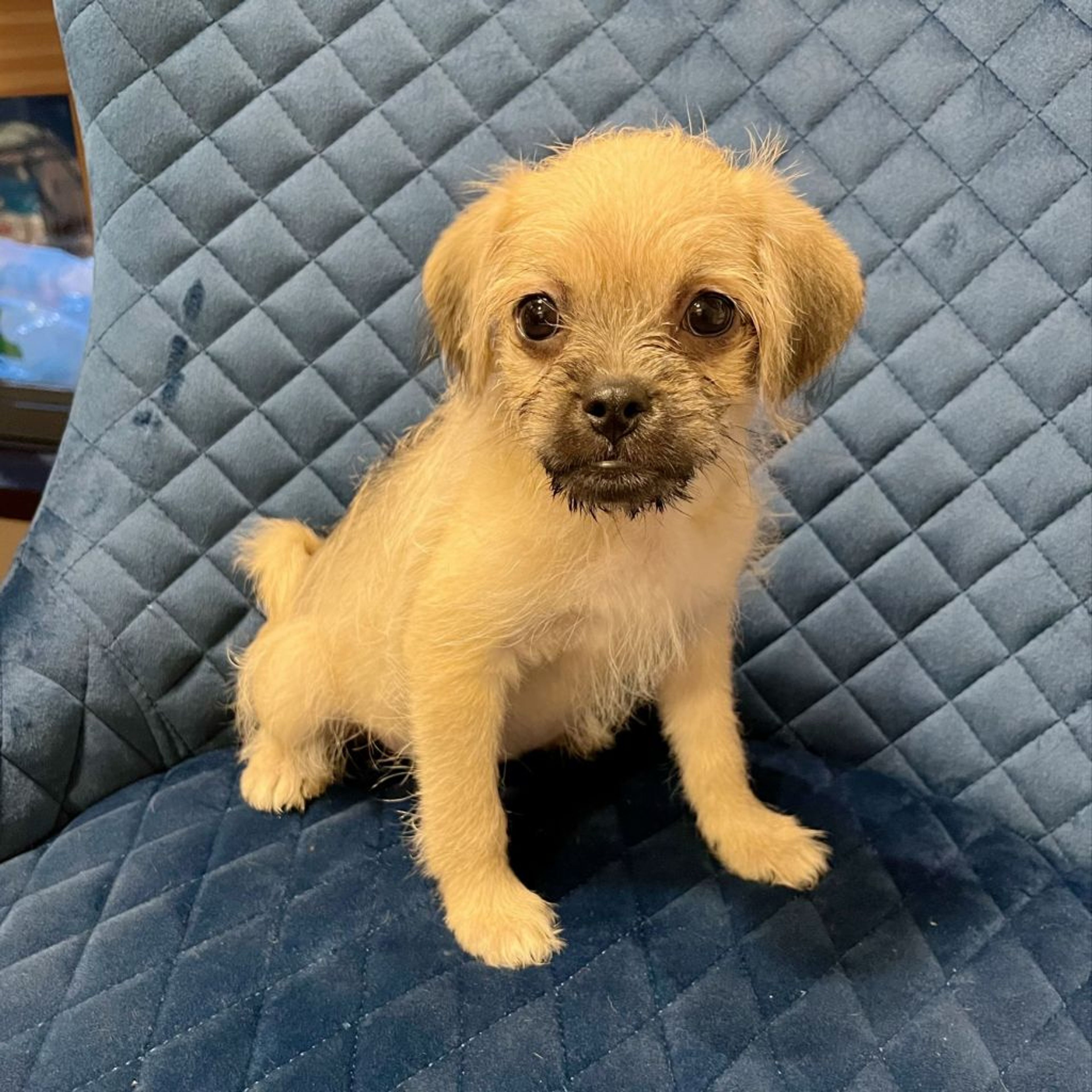 pet-image-6