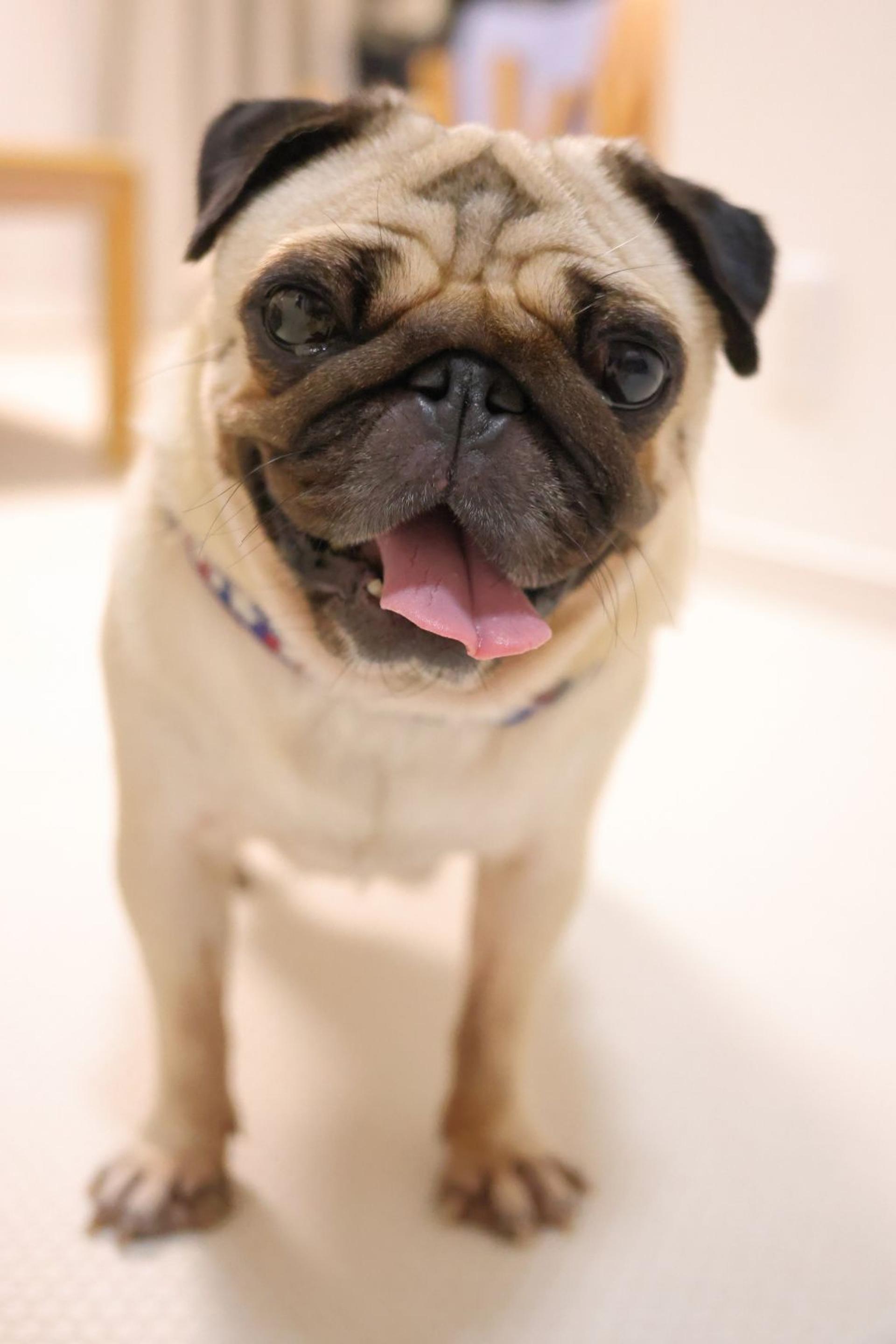 pet-image-3