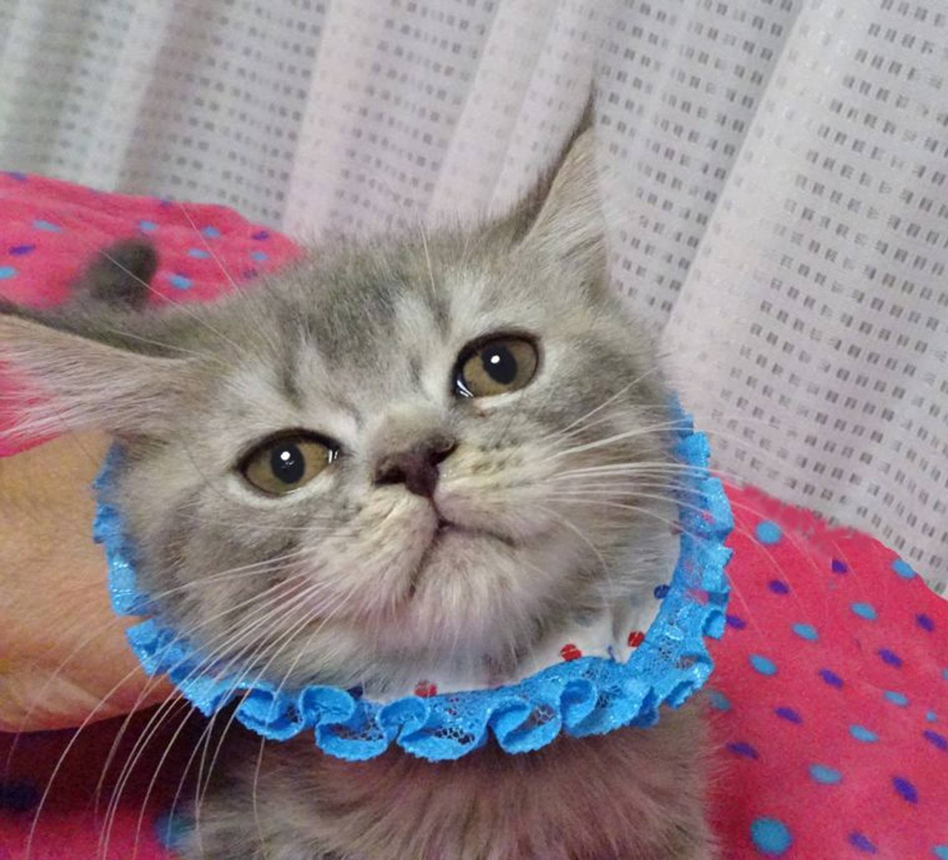 ブリティッシュショートヘア・オスの里親募集の写真