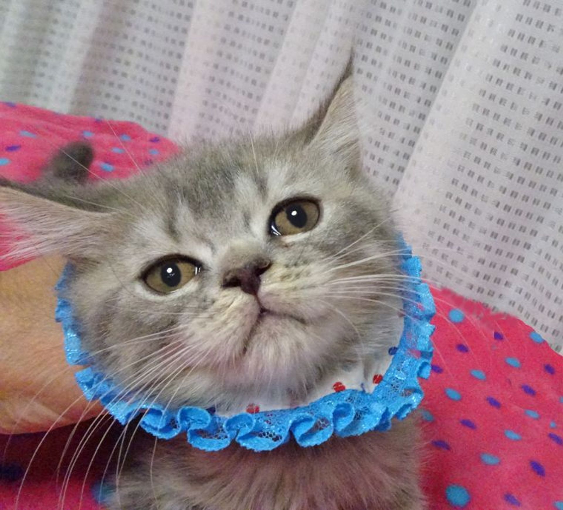 ブリティッシュショートヘア・オスの里親募集の写真