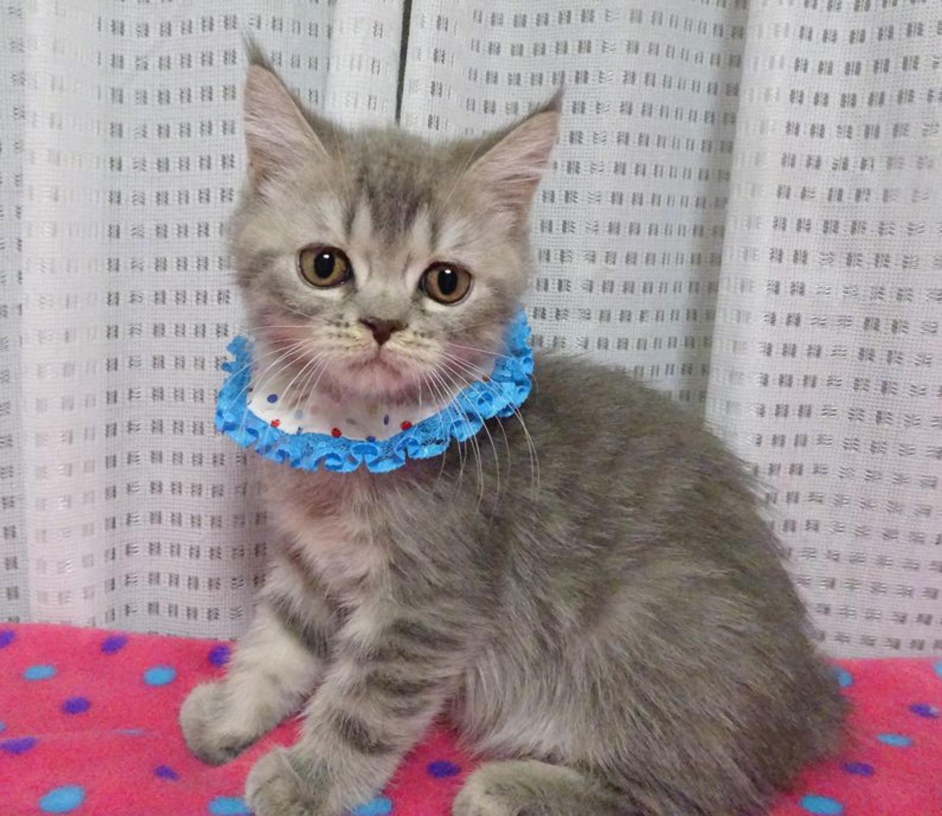 pet-image-4