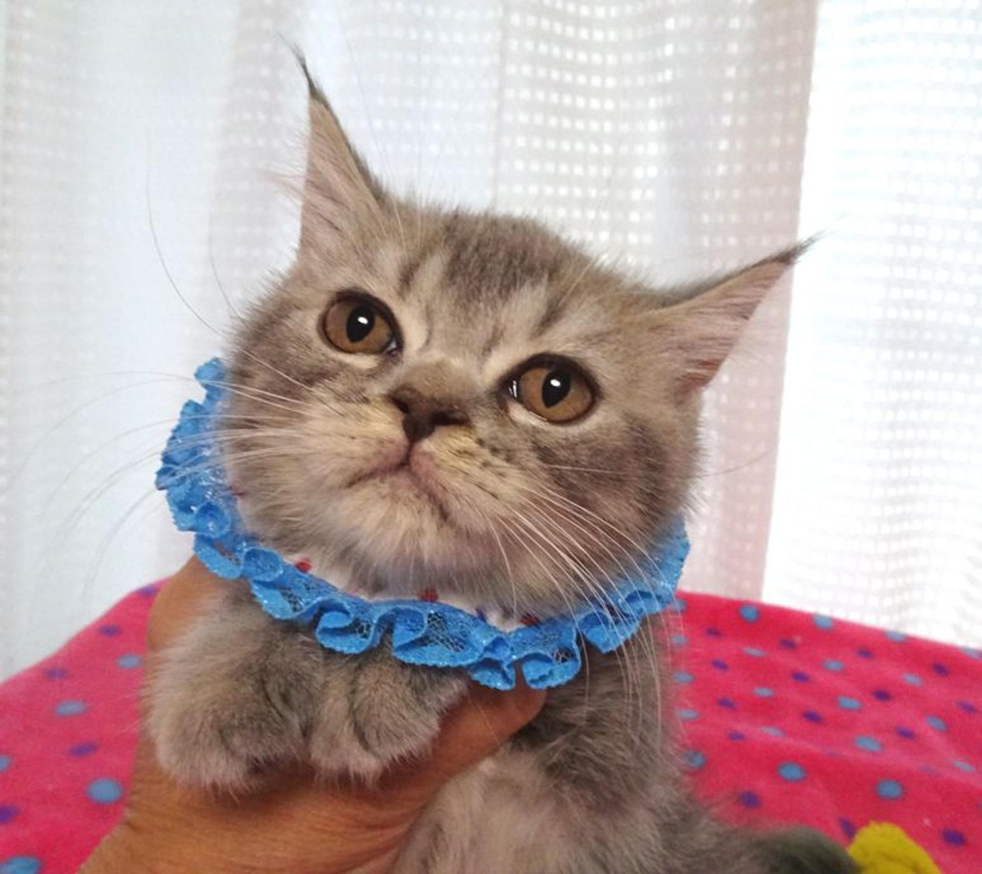 pet-image-6