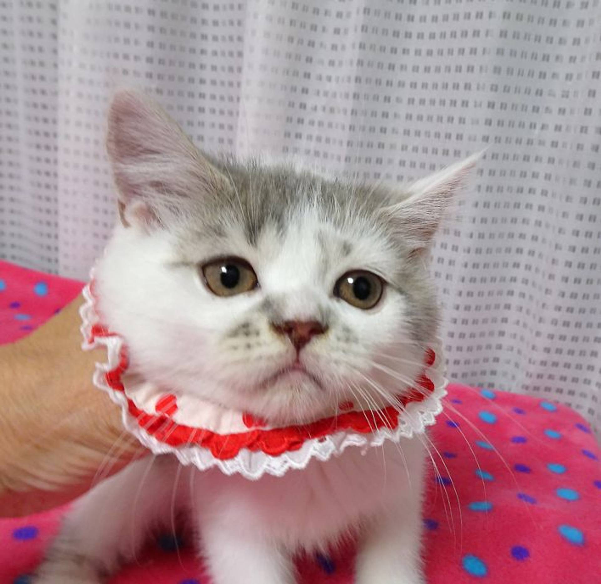 ブリティッシュショートヘア・メスの里親募集の写真