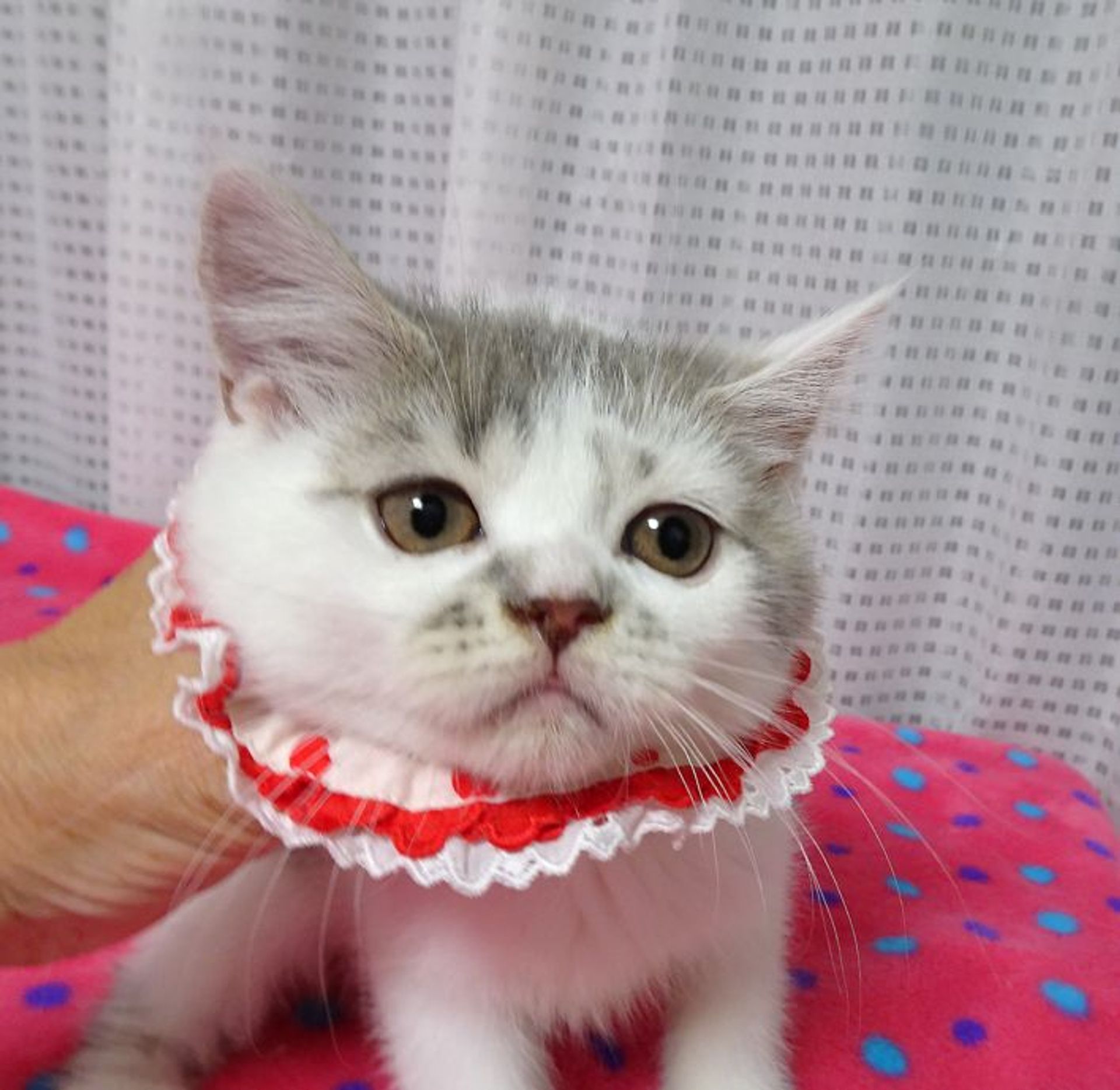 ブリティッシュショートヘア・メスの里親募集の写真