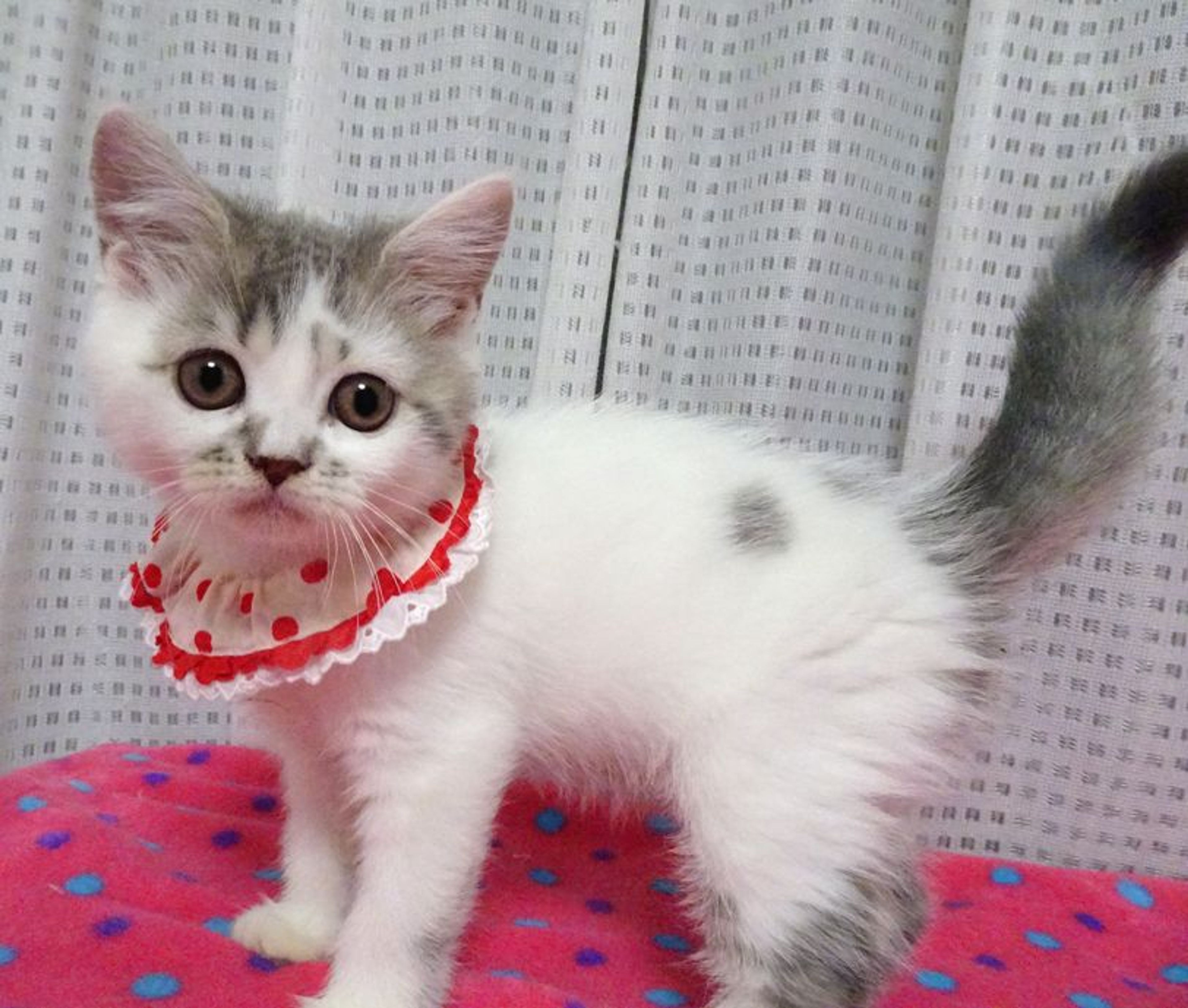 pet-image-2