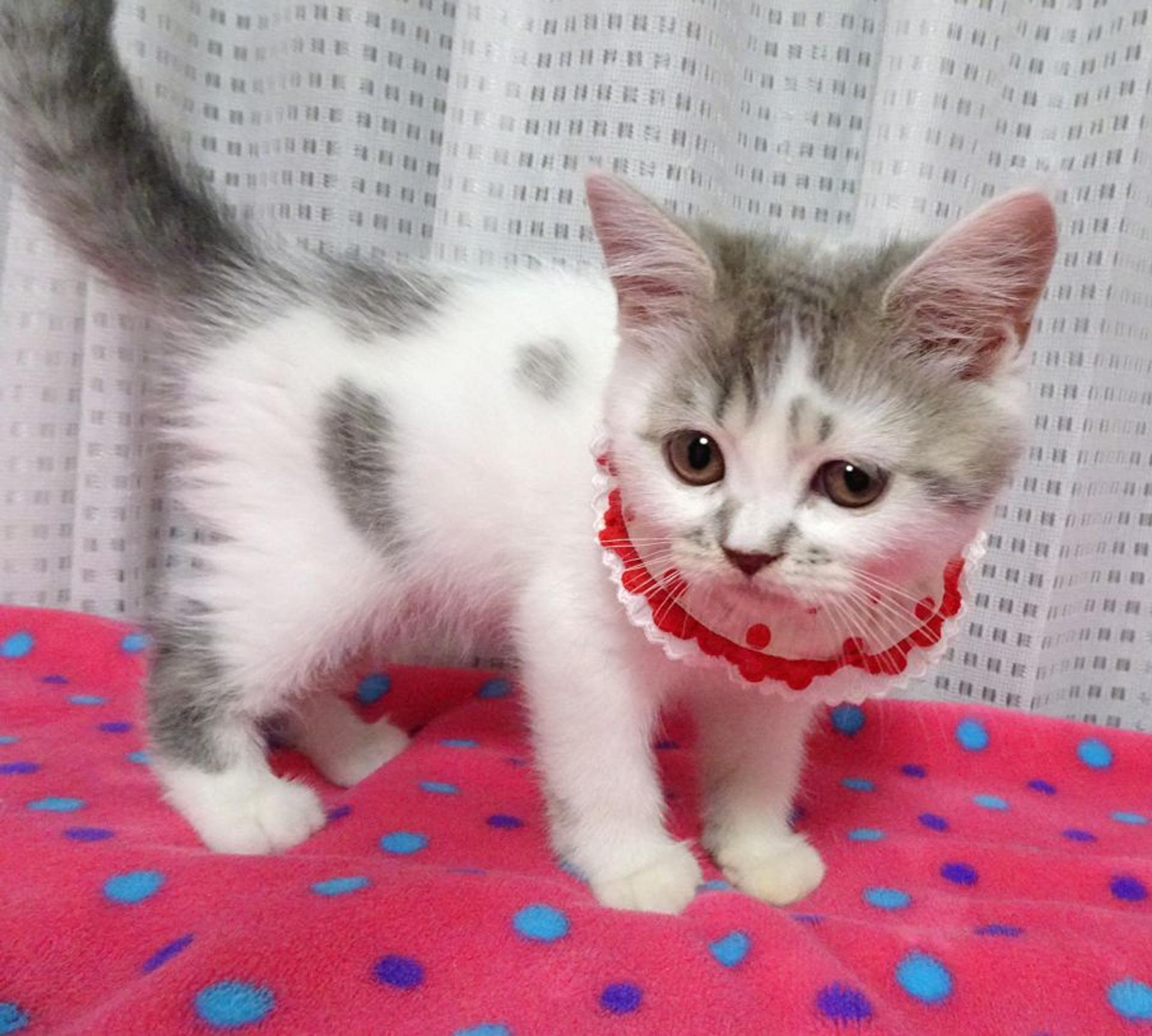 pet-image-5