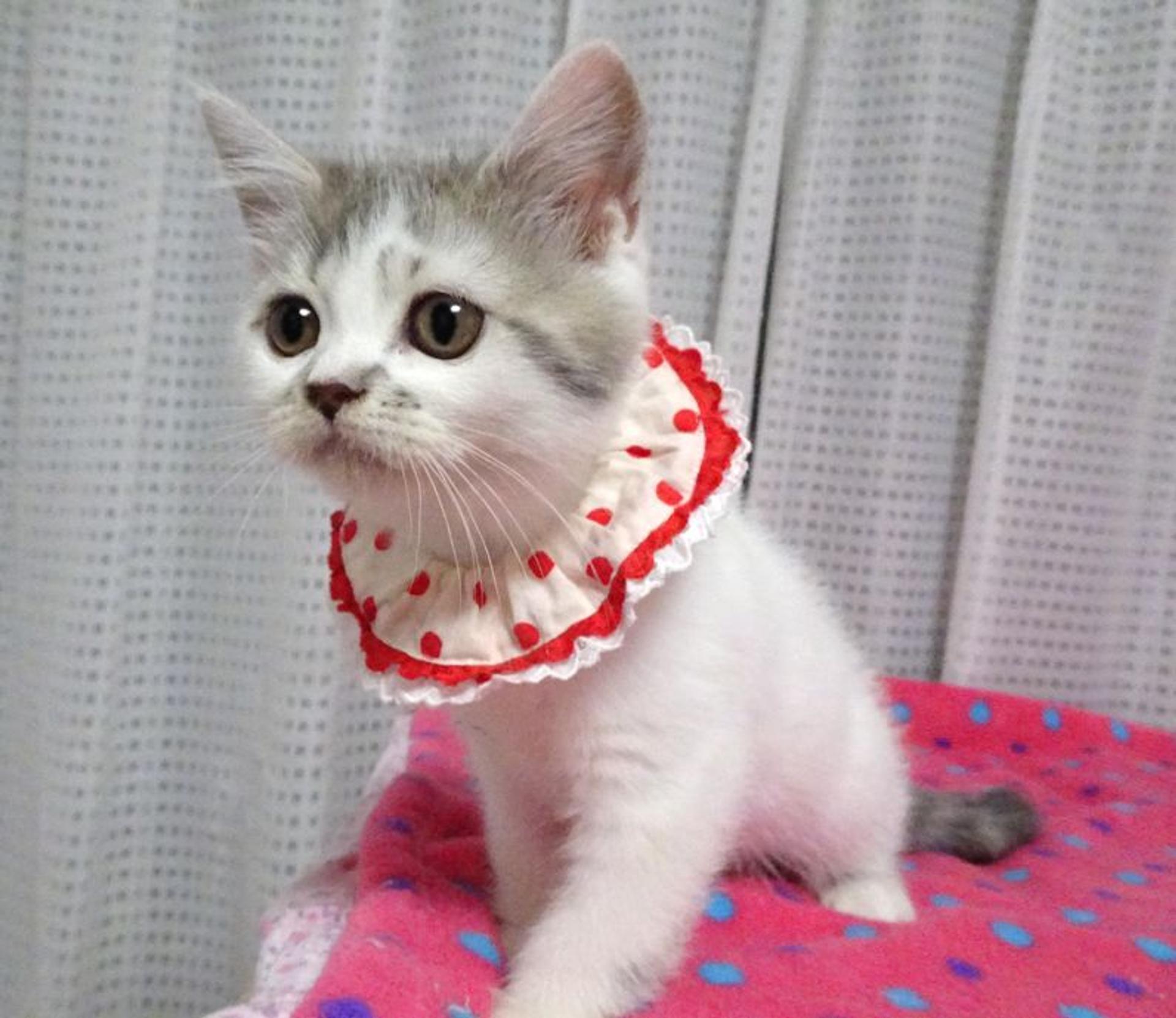 pet-image-6