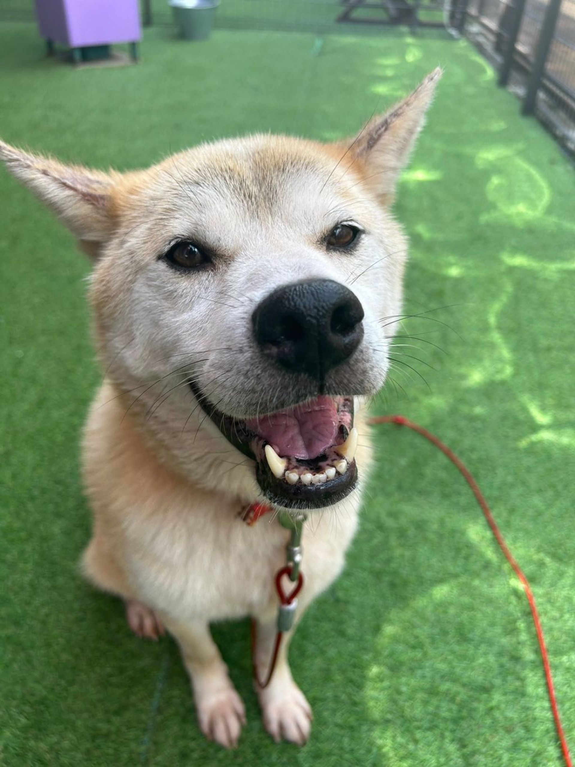 雑種（ミックス犬）・オスの里親募集の写真