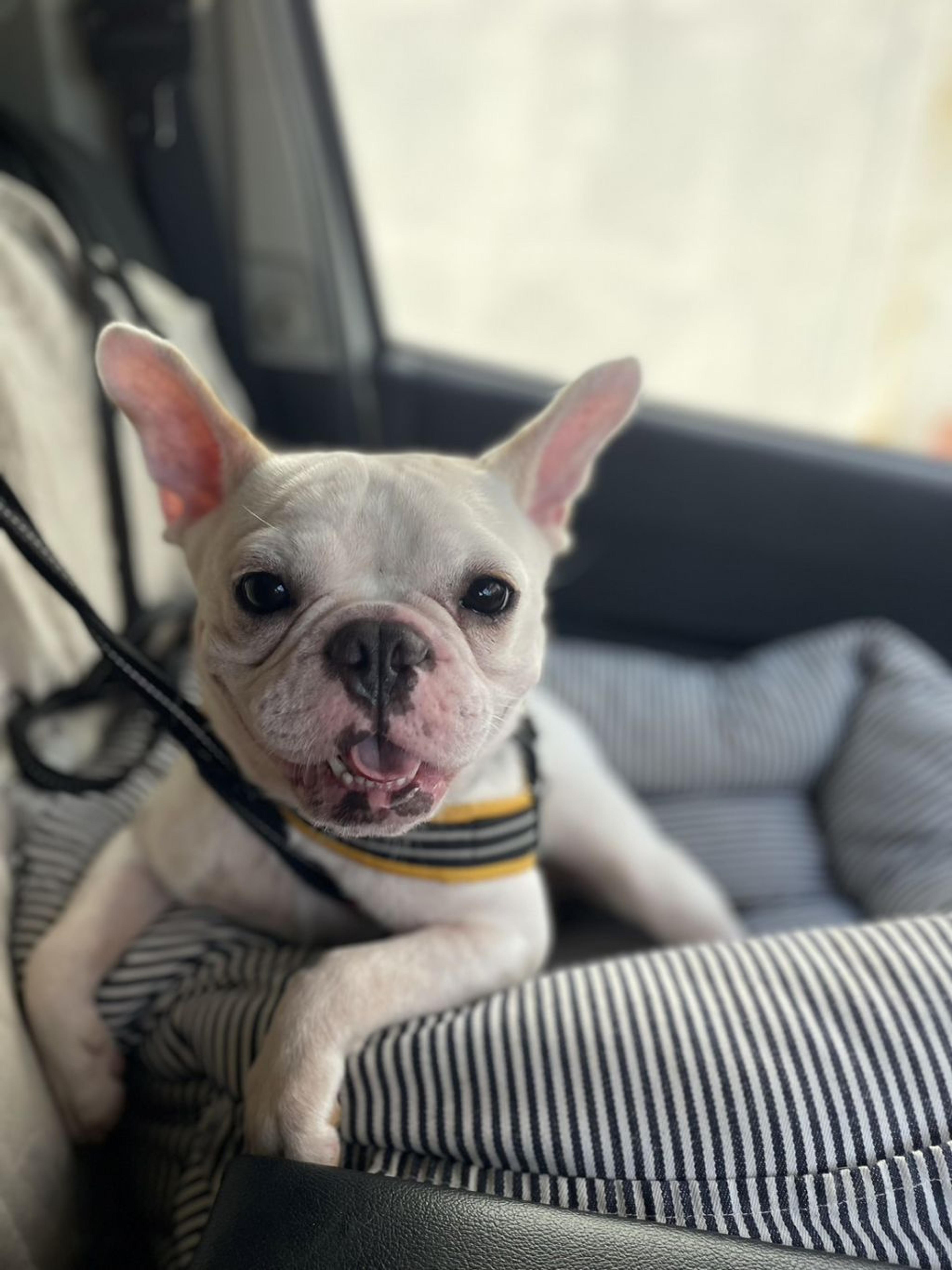 pet-image-2