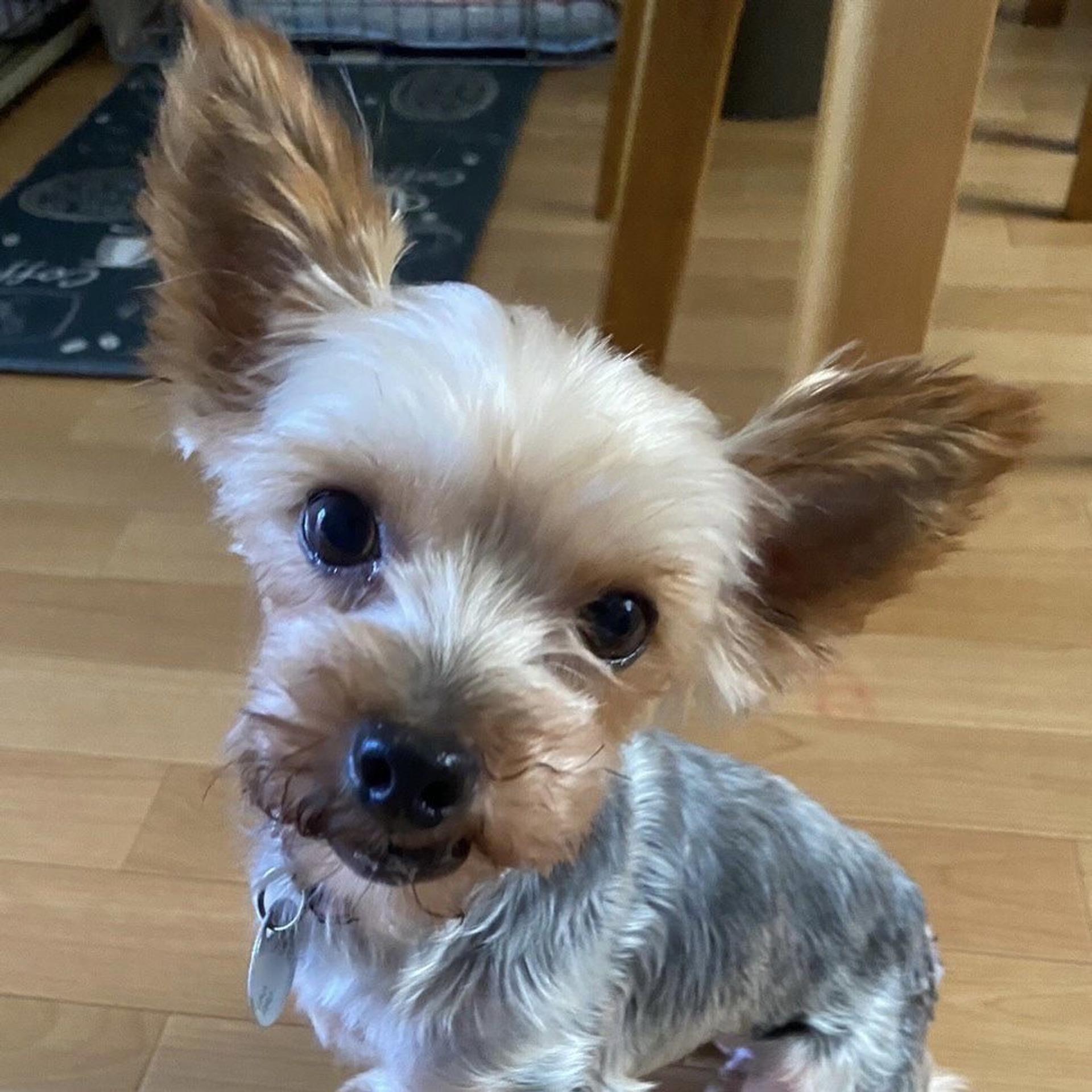 pet-image-2