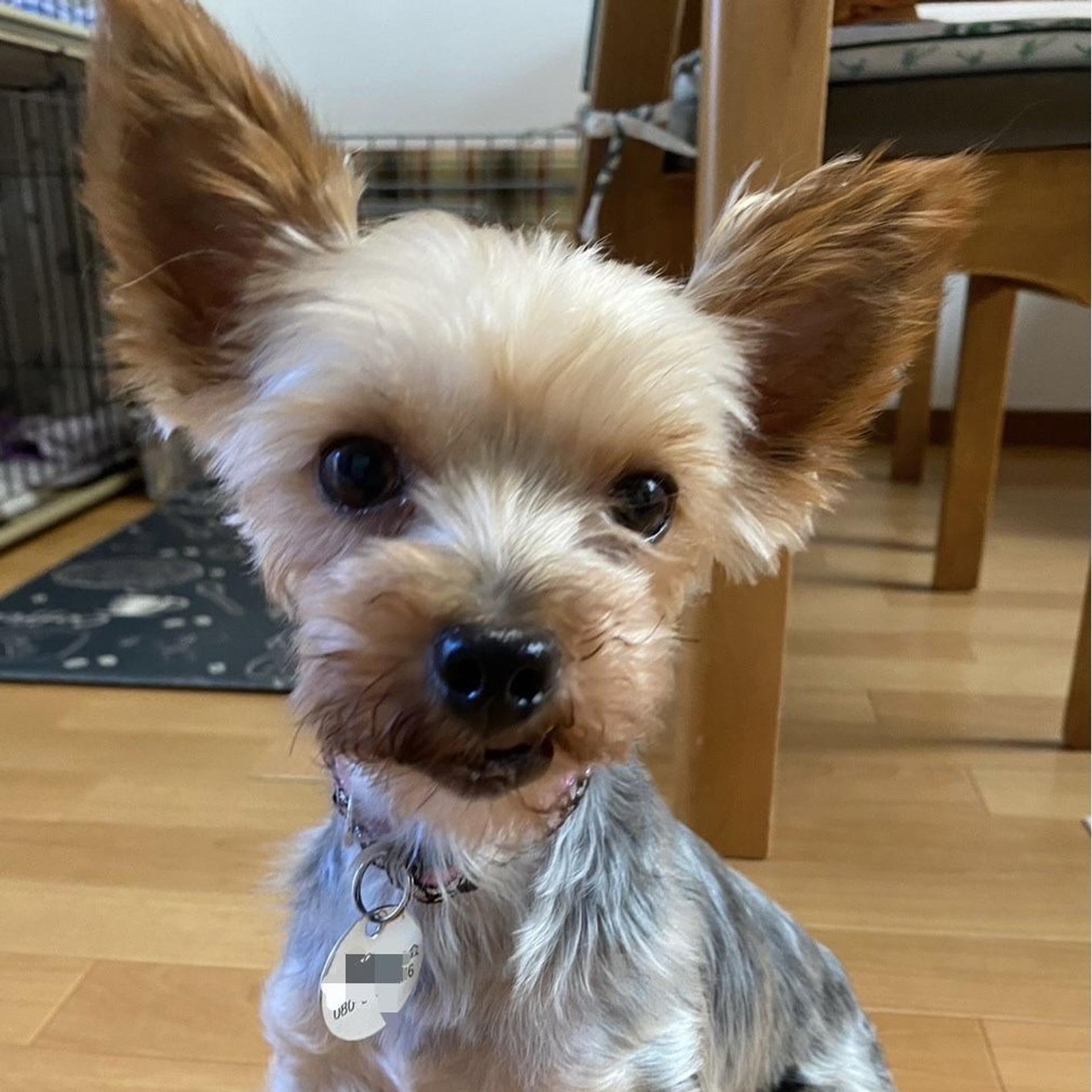pet-image-5