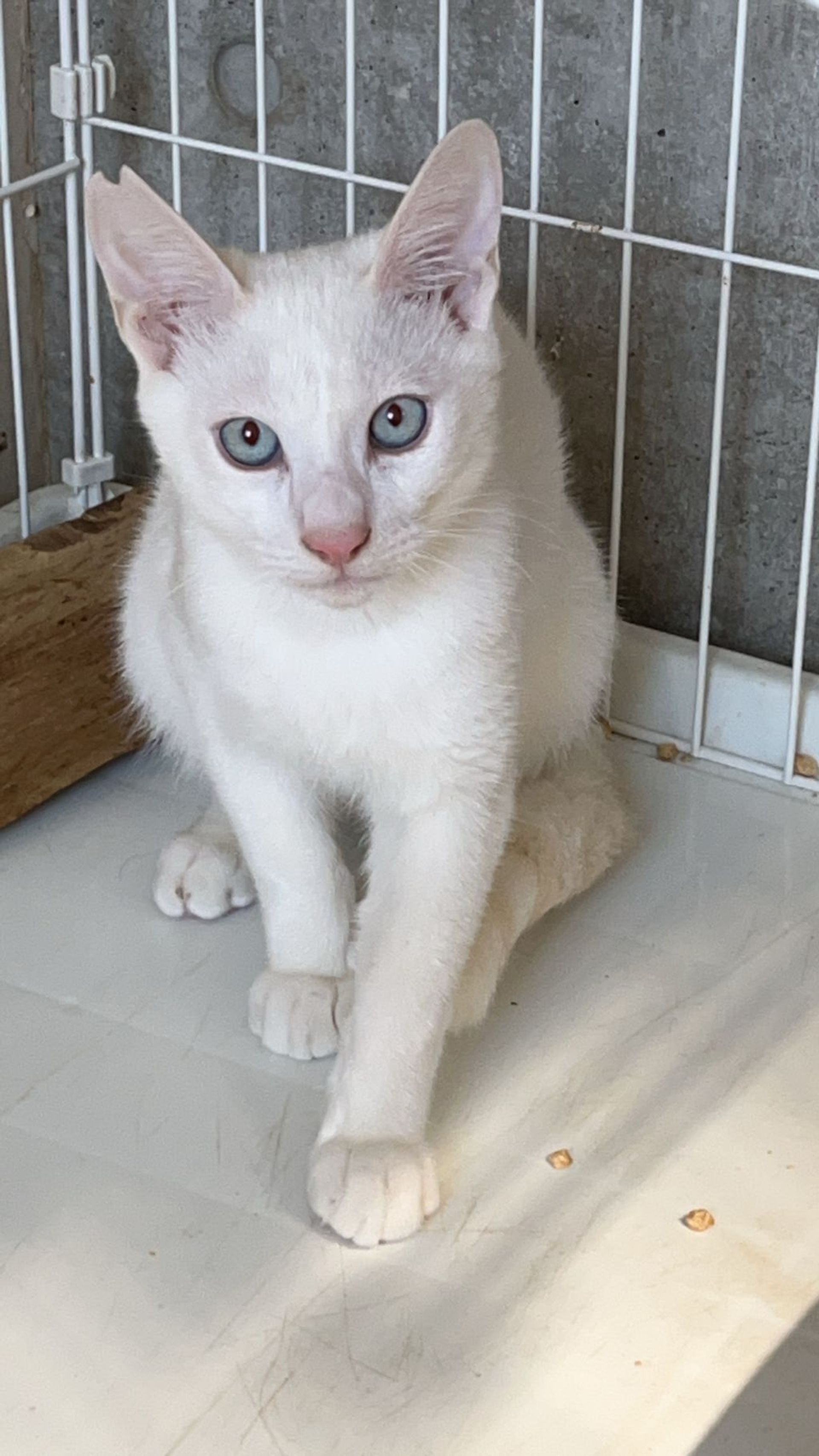 雑種（ミックス猫）・オスの里親募集の写真