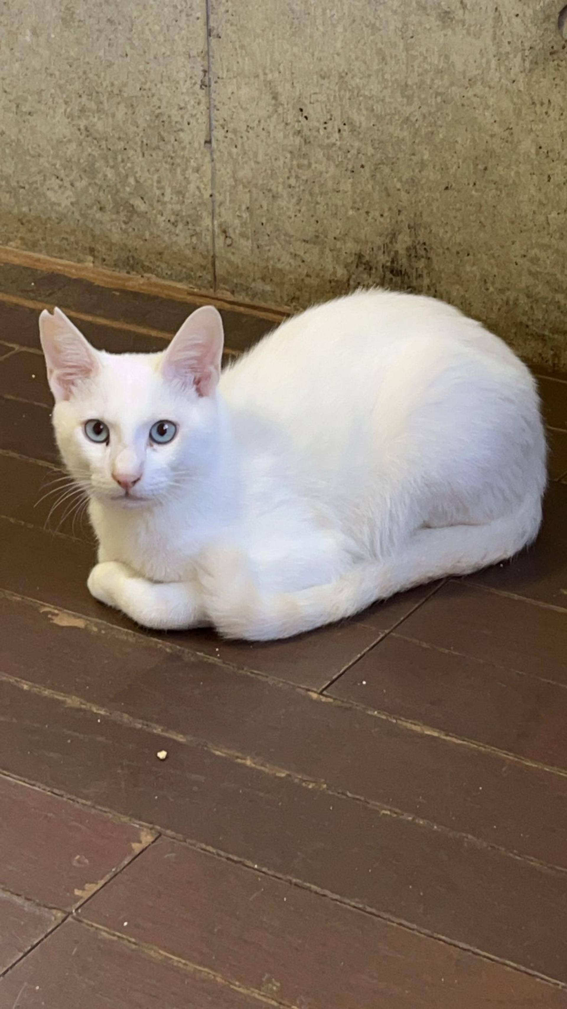 pet-image-4