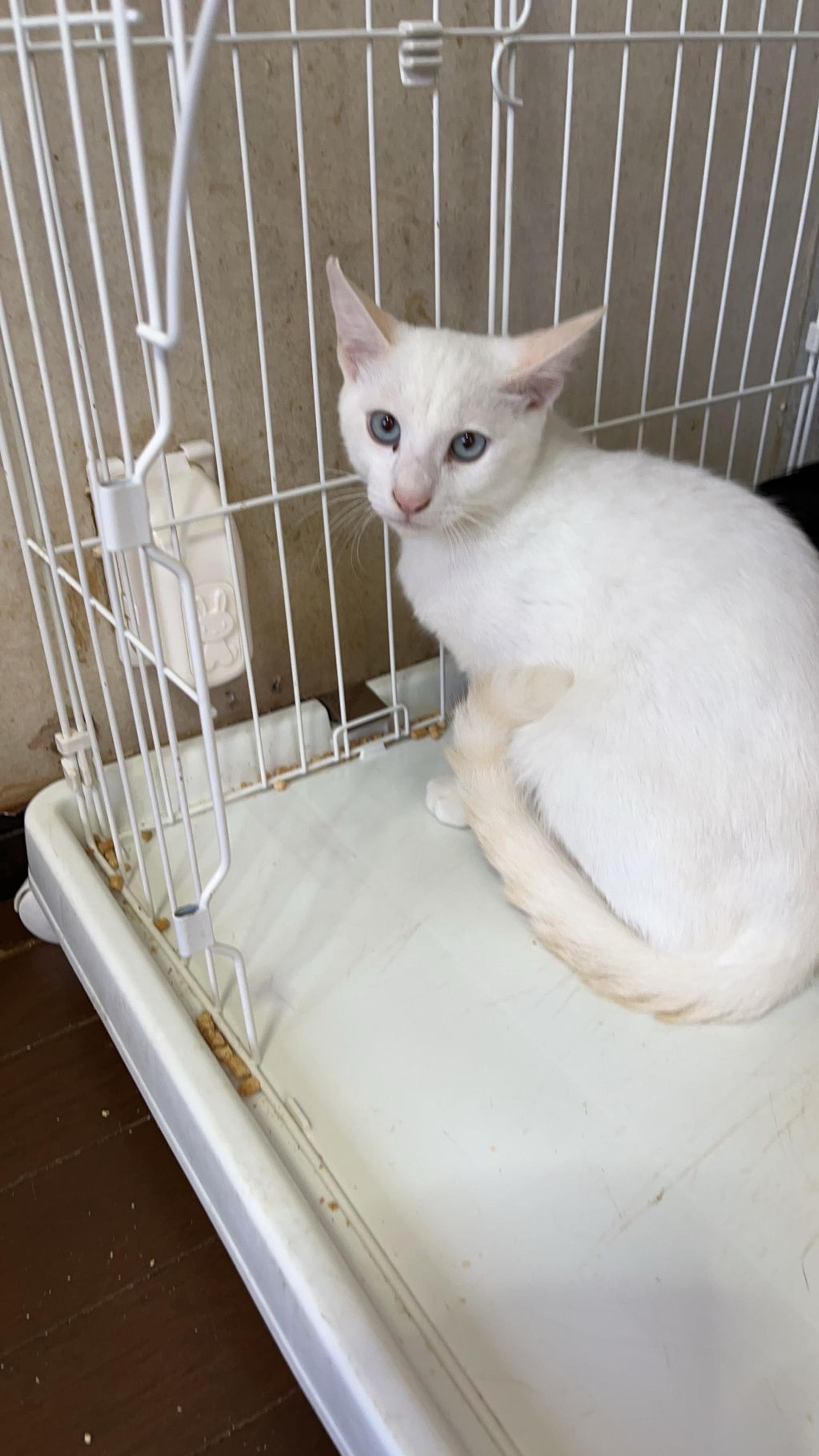 pet-image-5