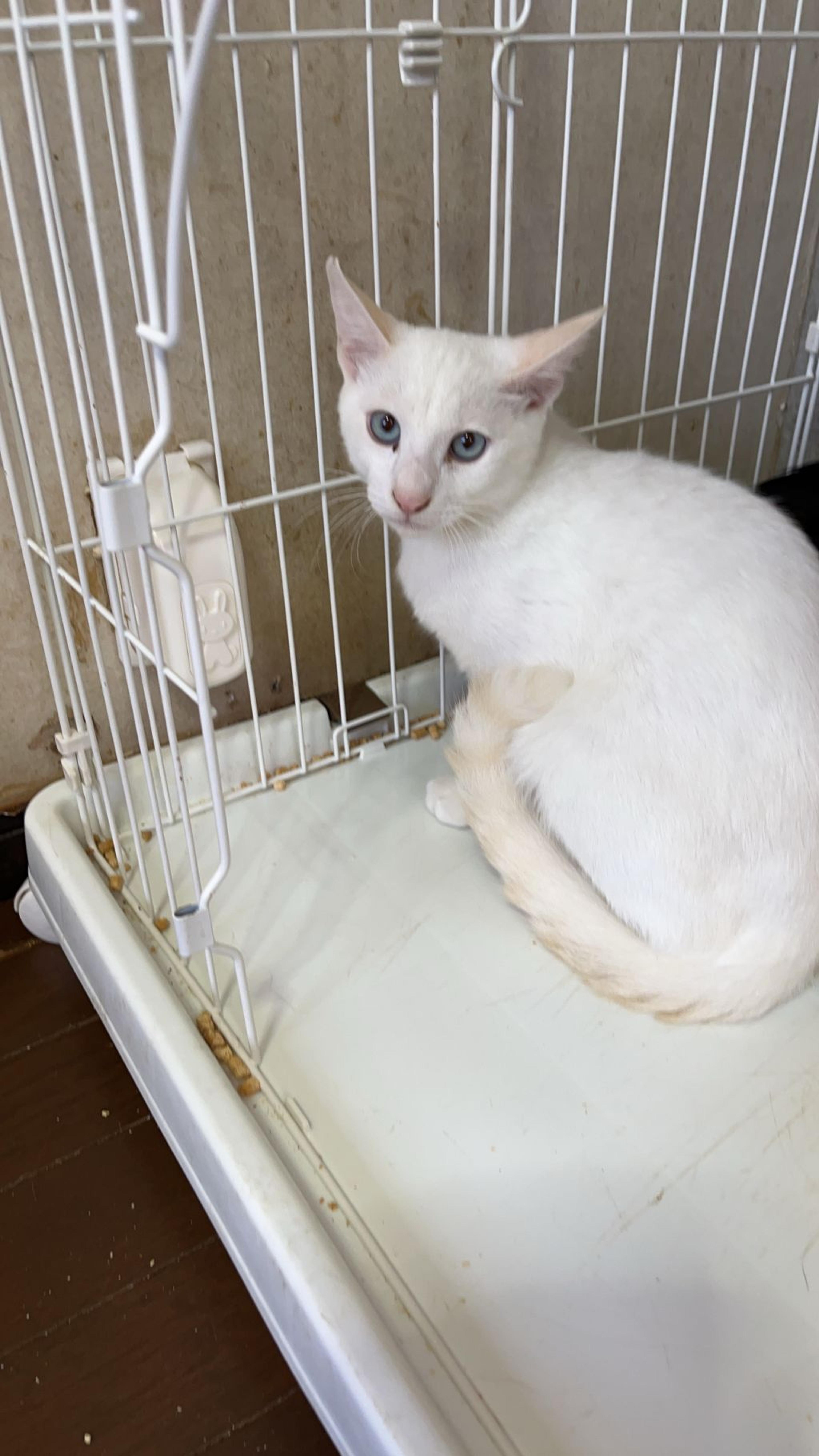 pet-image-5