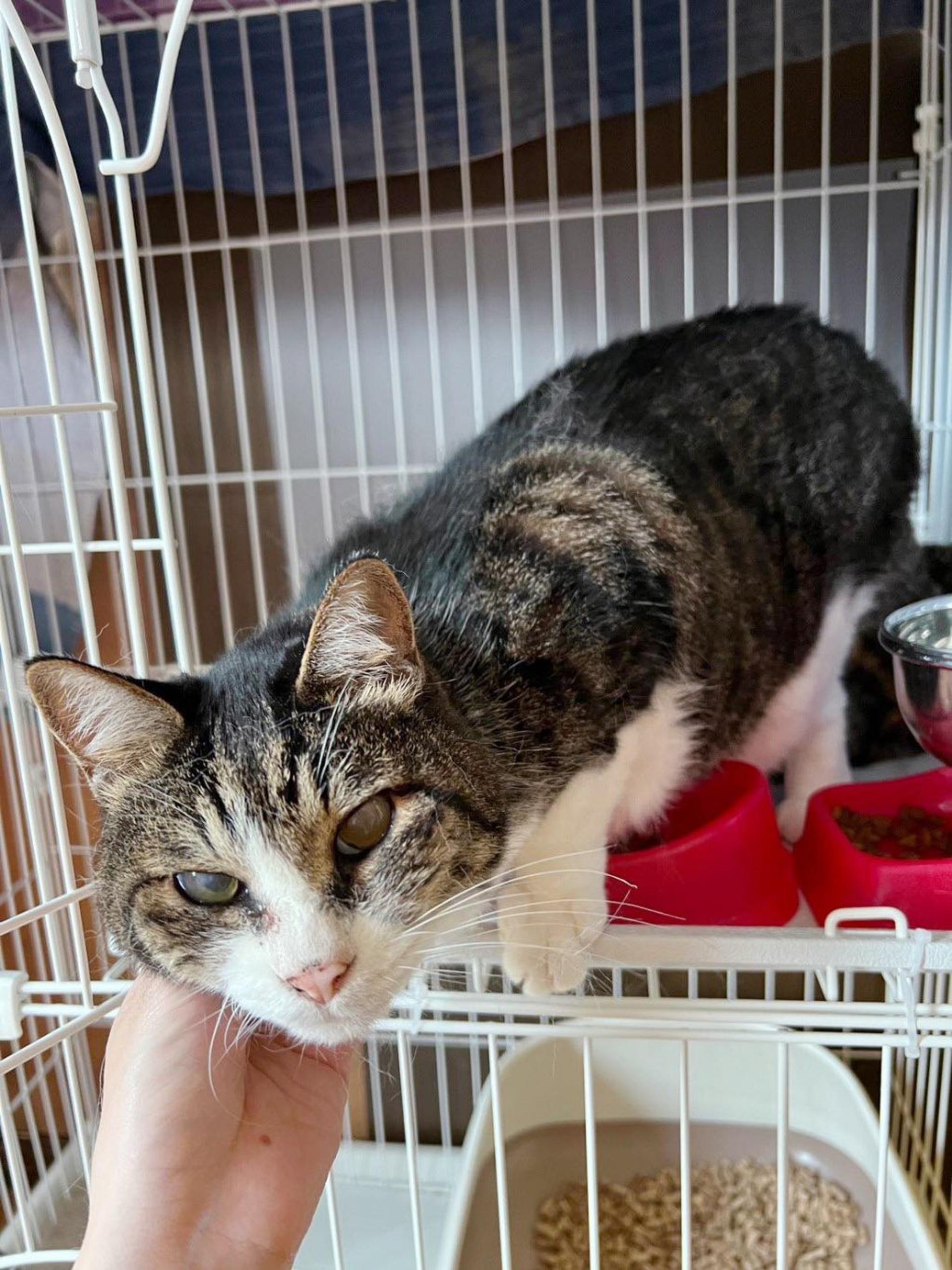 pet-image-2