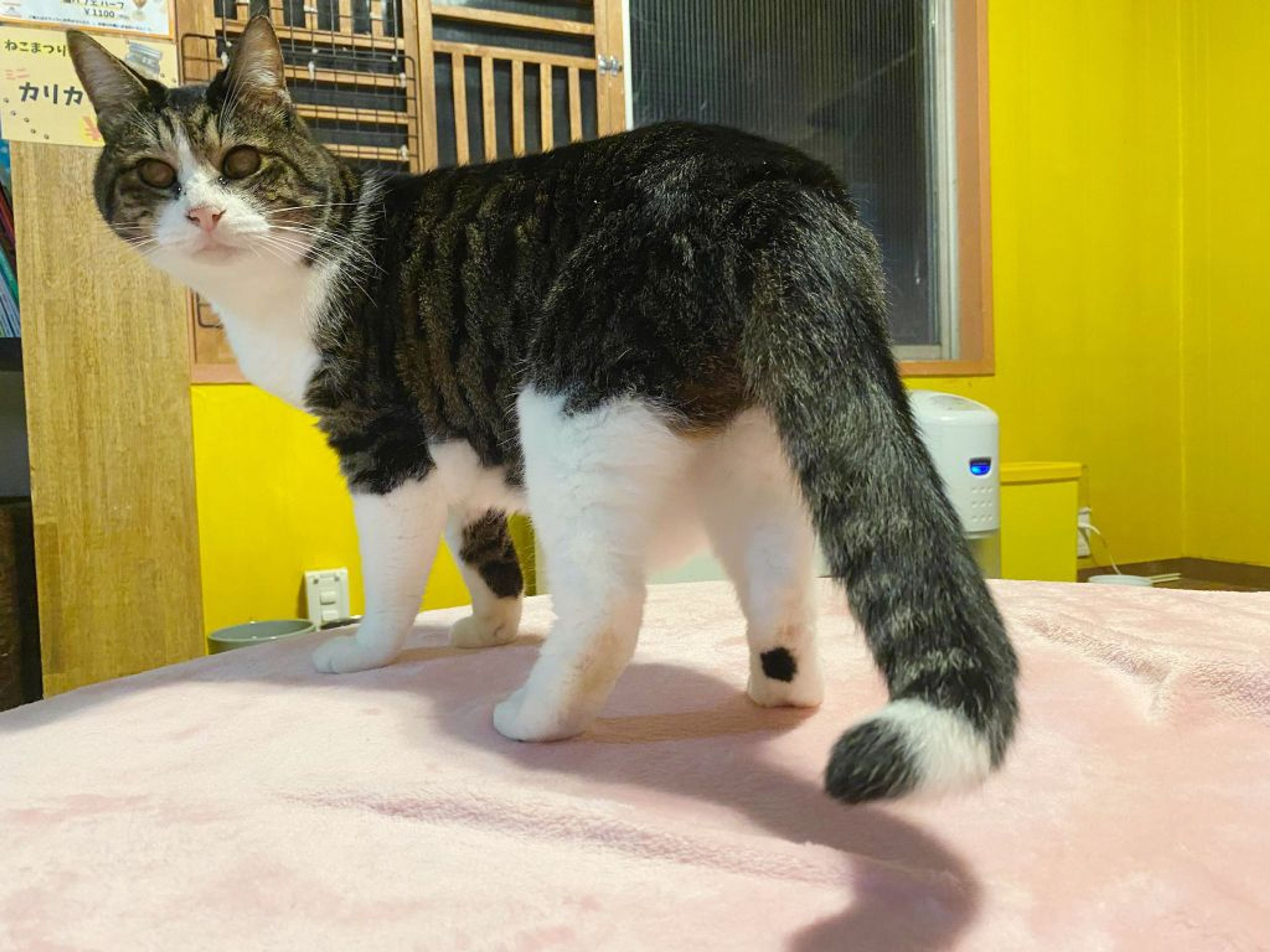 pet-image-5