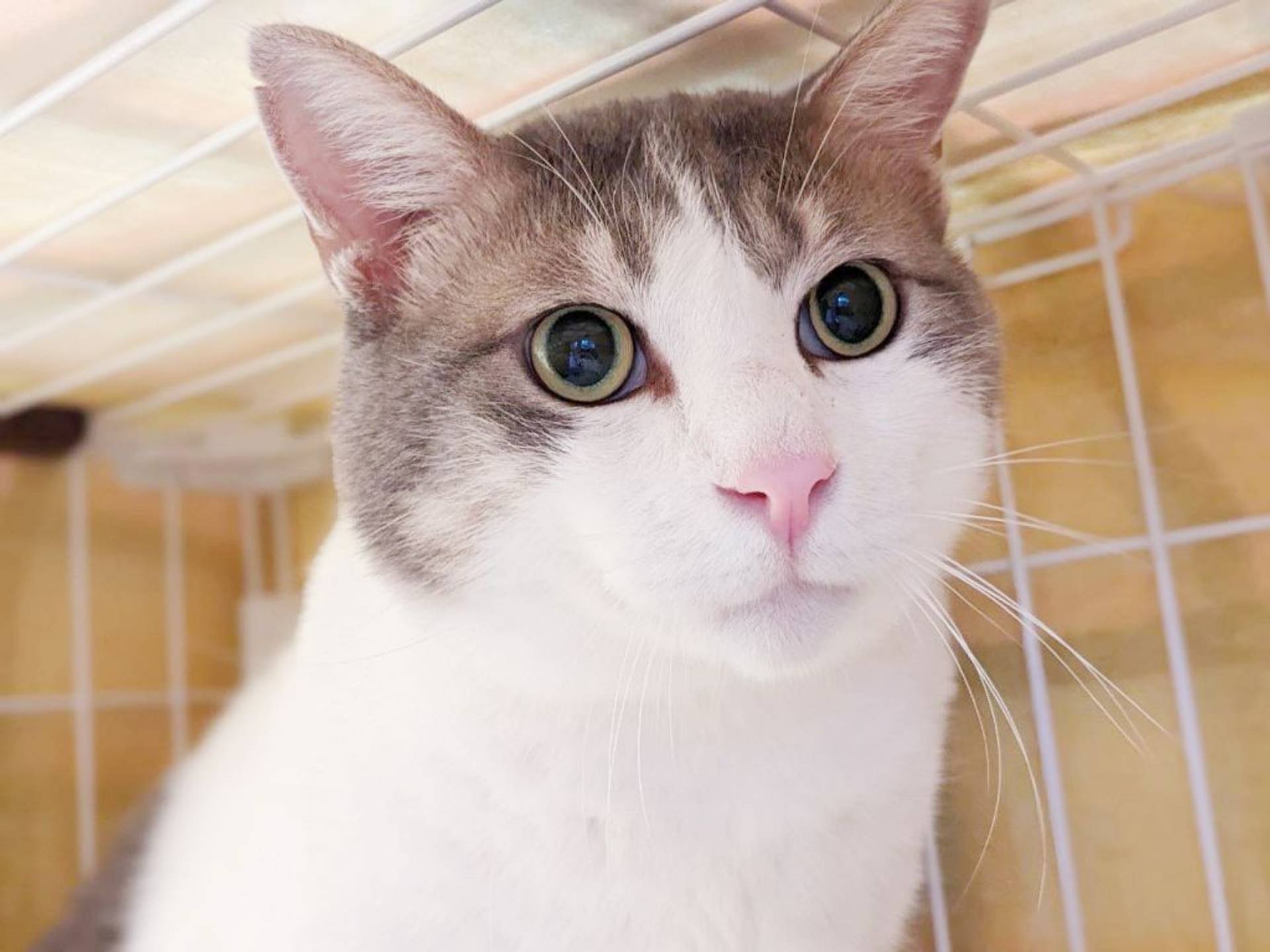 雑種（ミックス猫）・オスの里親募集の写真