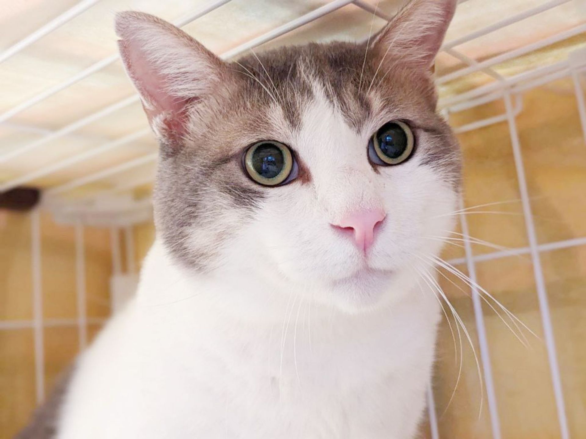 雑種（ミックス猫）・オスの里親募集の写真