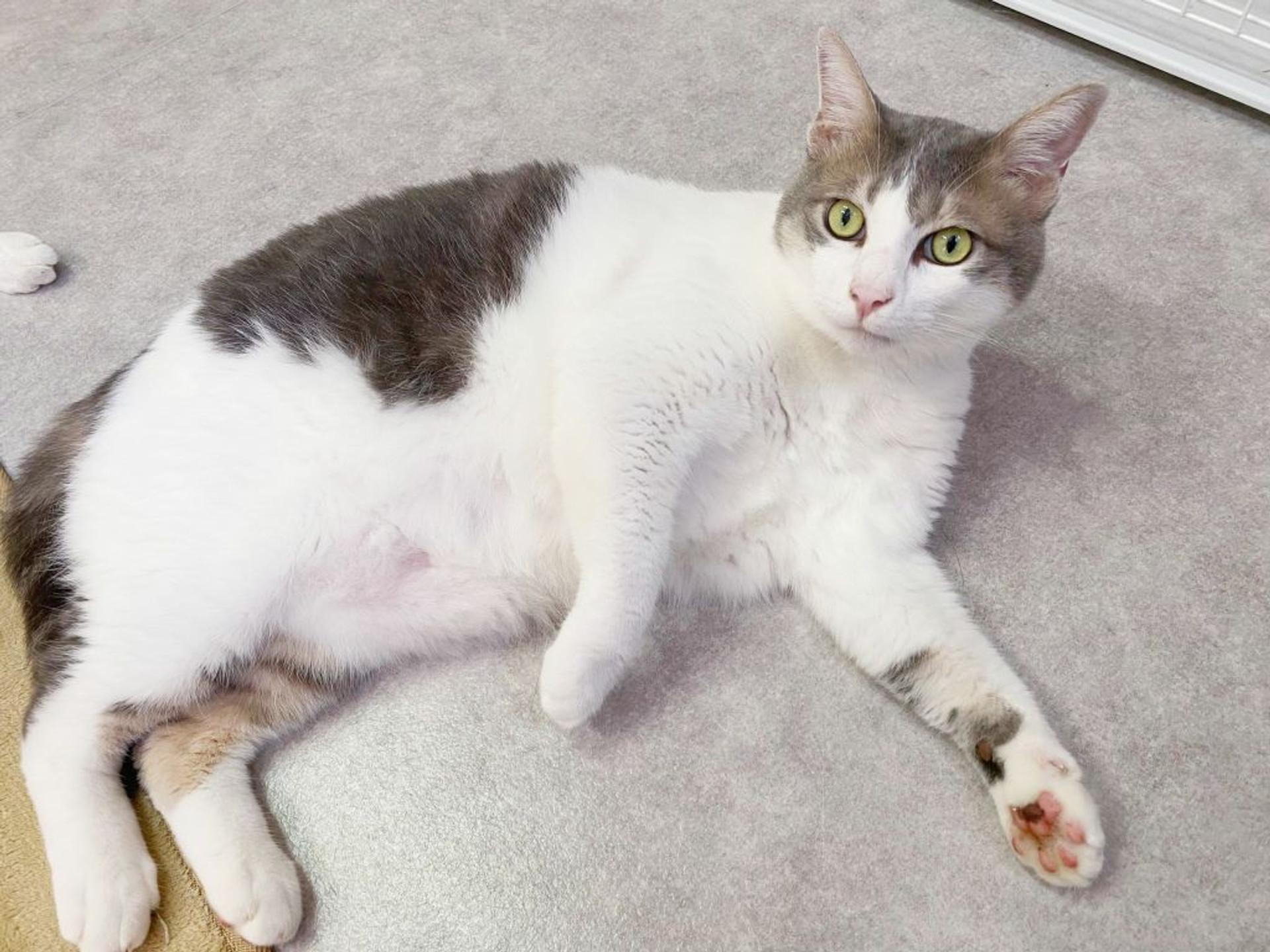 pet-image-3