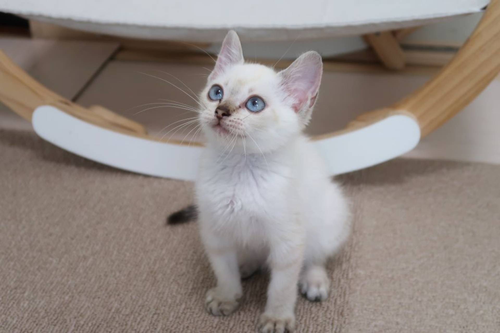 雑種（ミックス猫）・オスの里親募集の写真