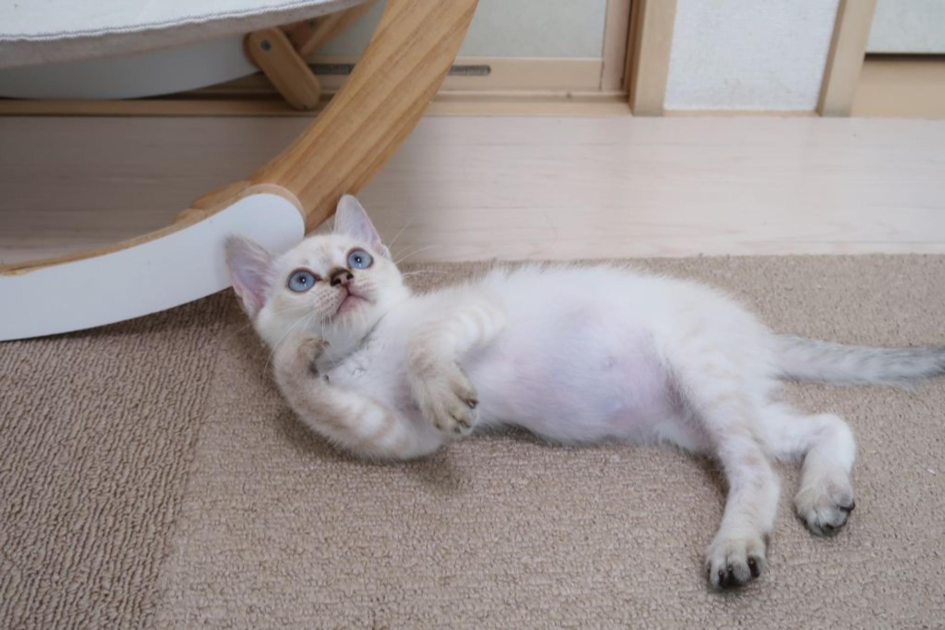 pet-image-2