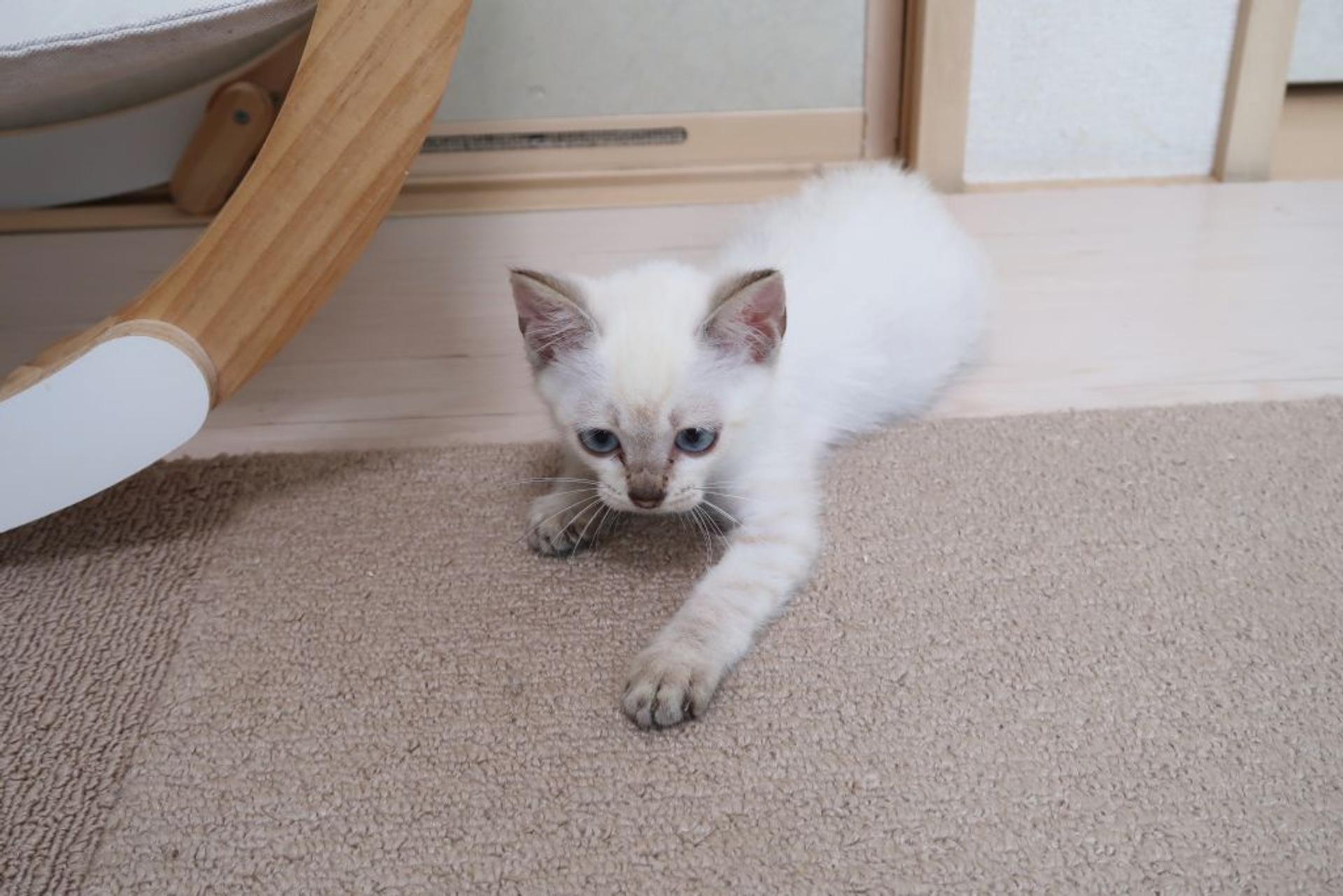 pet-image-5