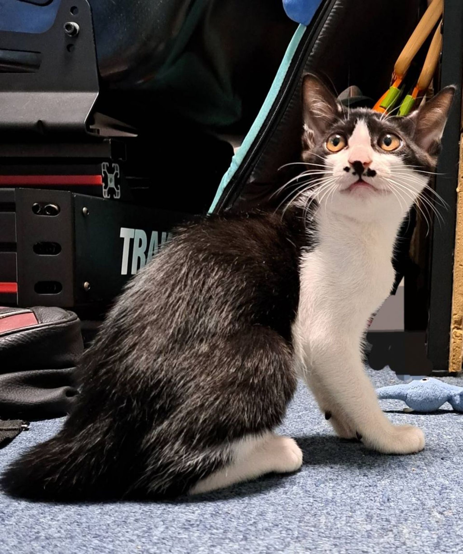 雑種（ミックス猫）・オスの里親募集の写真