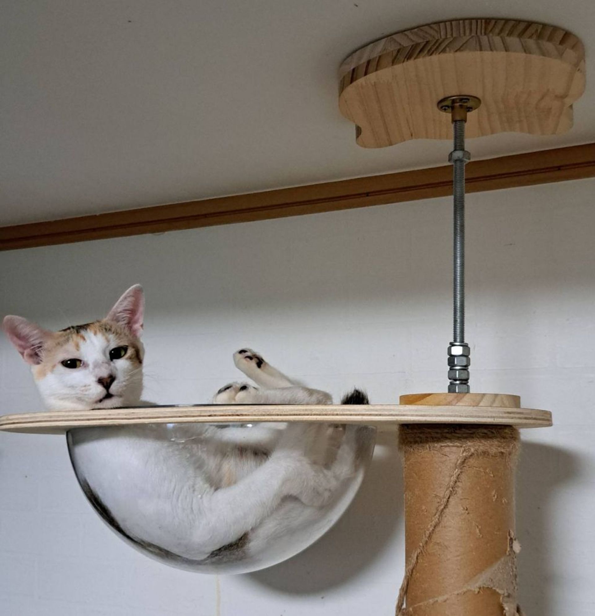 雑種（ミックス猫）・メスの里親募集の写真