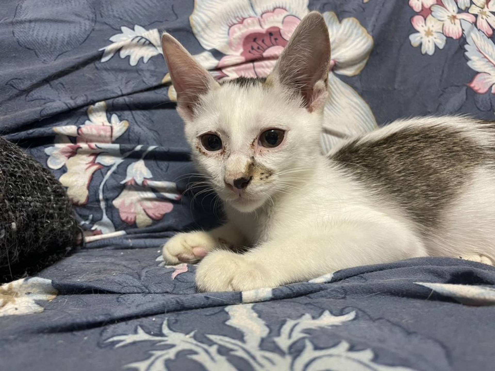 雑種（ミックス猫）・オスの里親募集の写真
