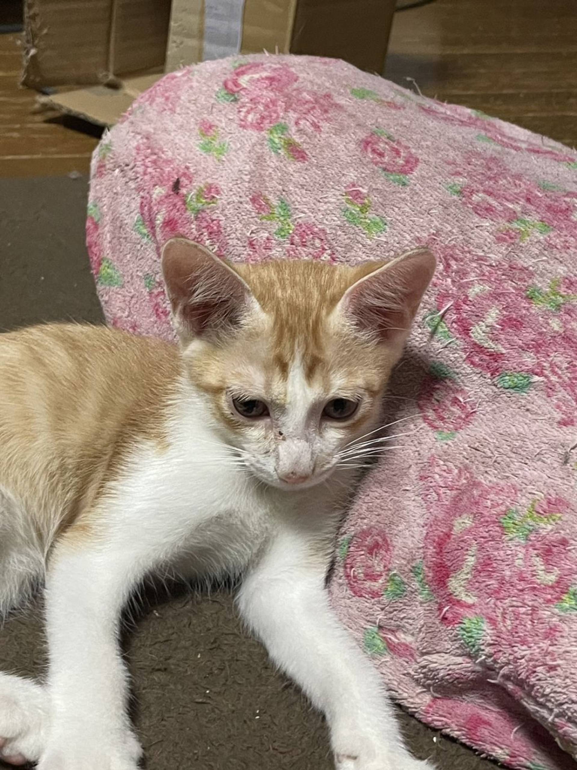雑種（ミックス猫）・オスの里親募集の写真