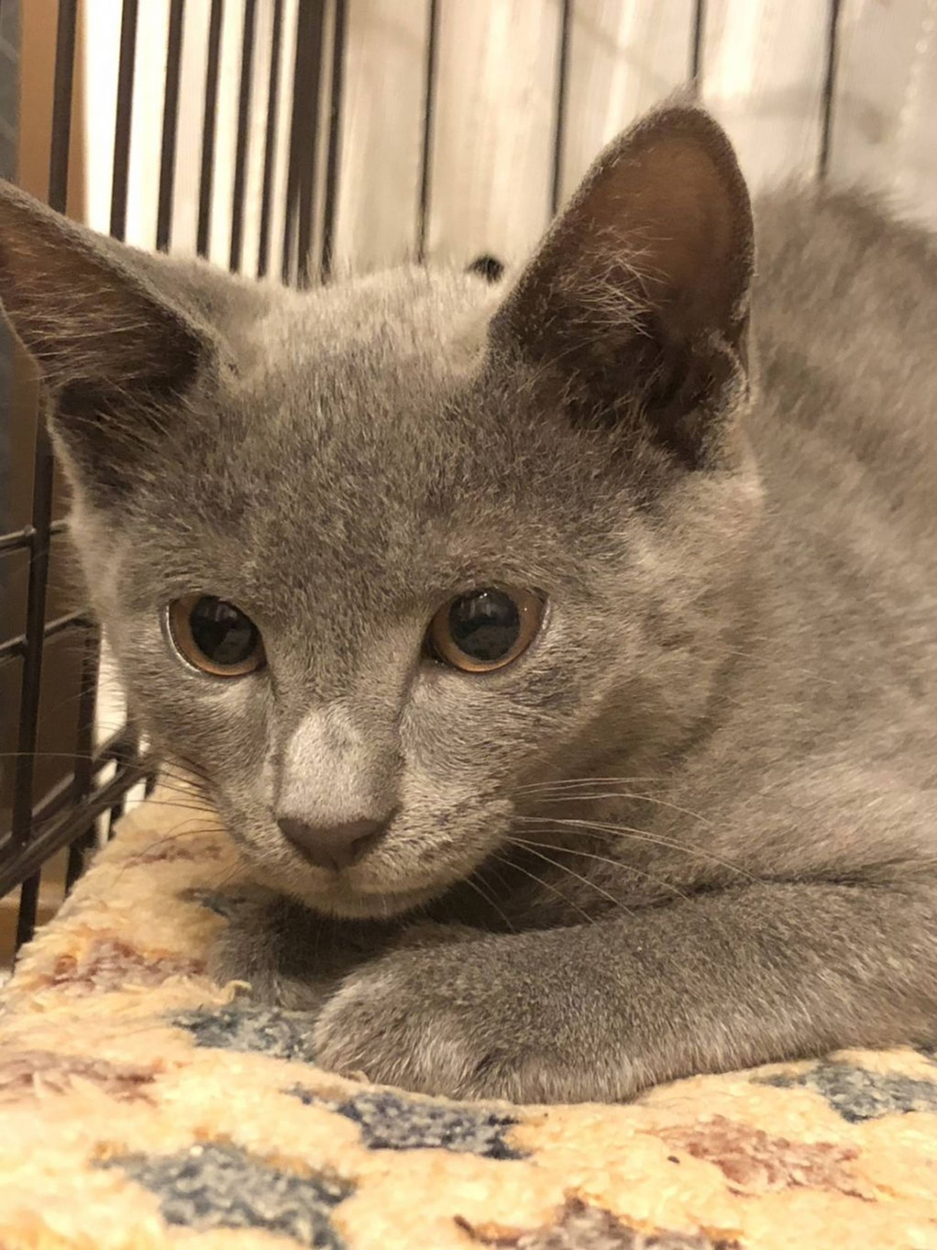 雑種（ミックス猫）・メスの里親募集の写真
