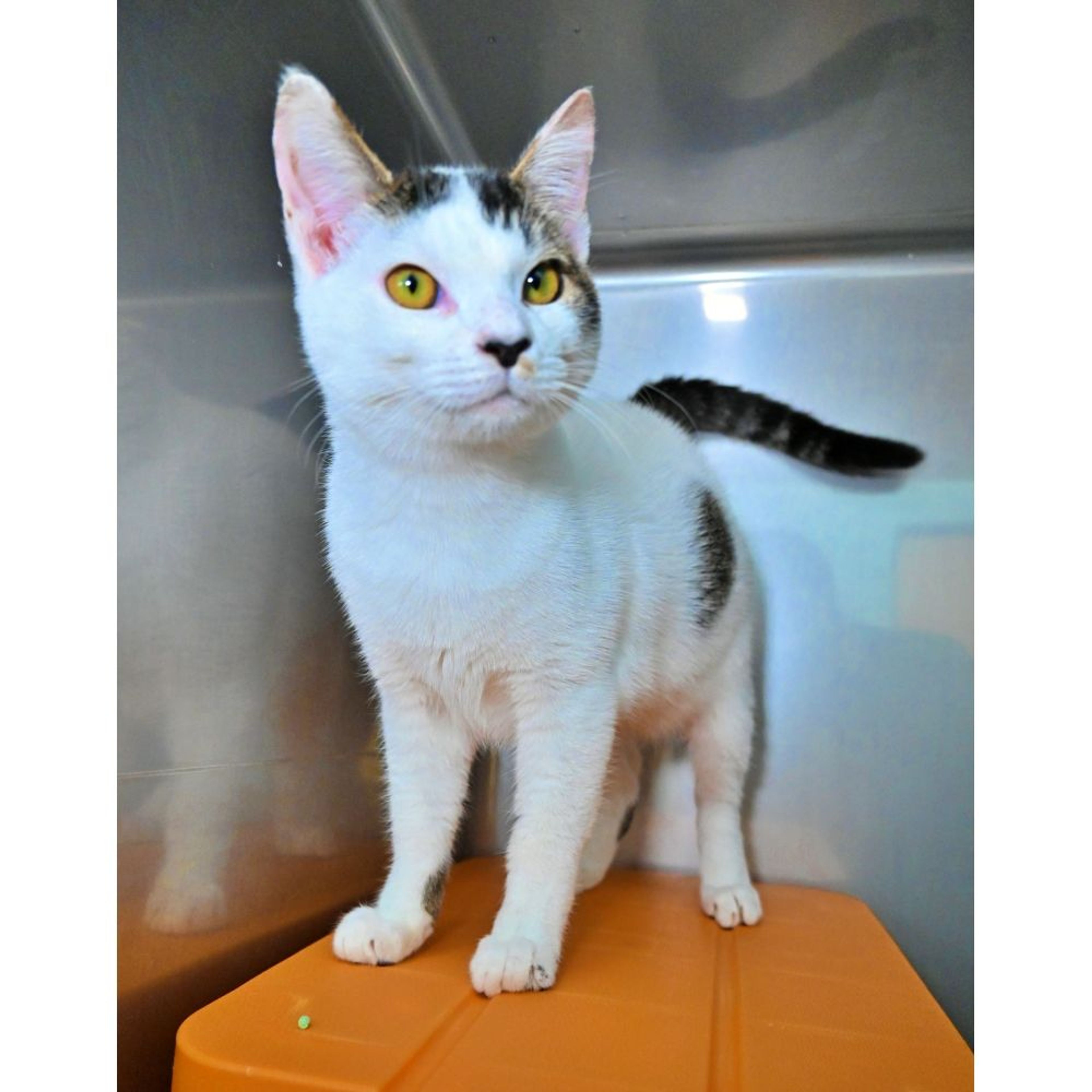 pet-image-2