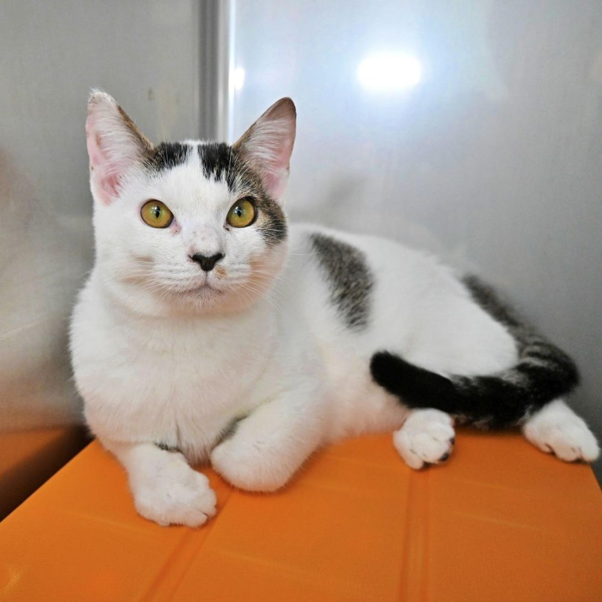 pet-image-4