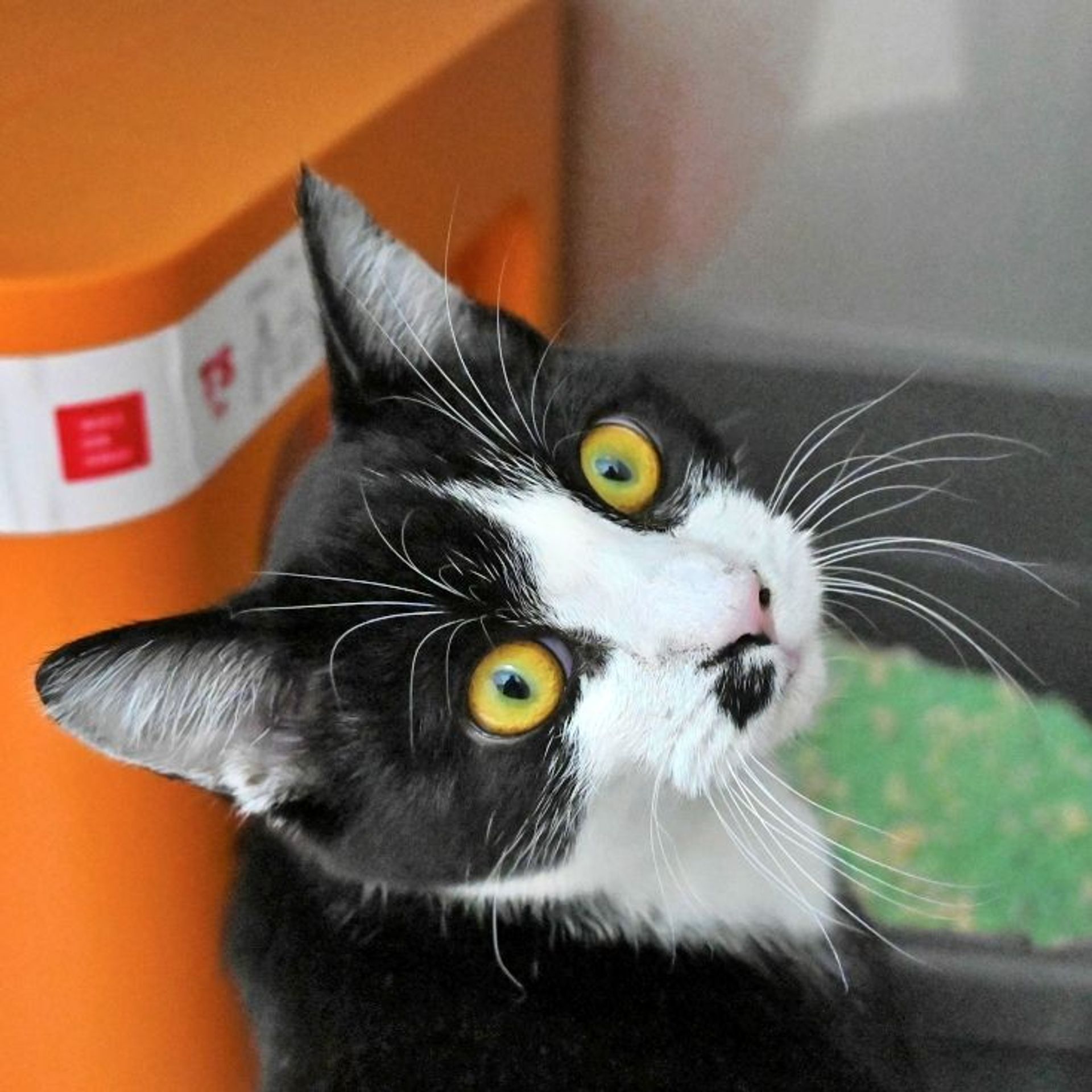 雑種（ミックス猫）・オスの里親募集の写真