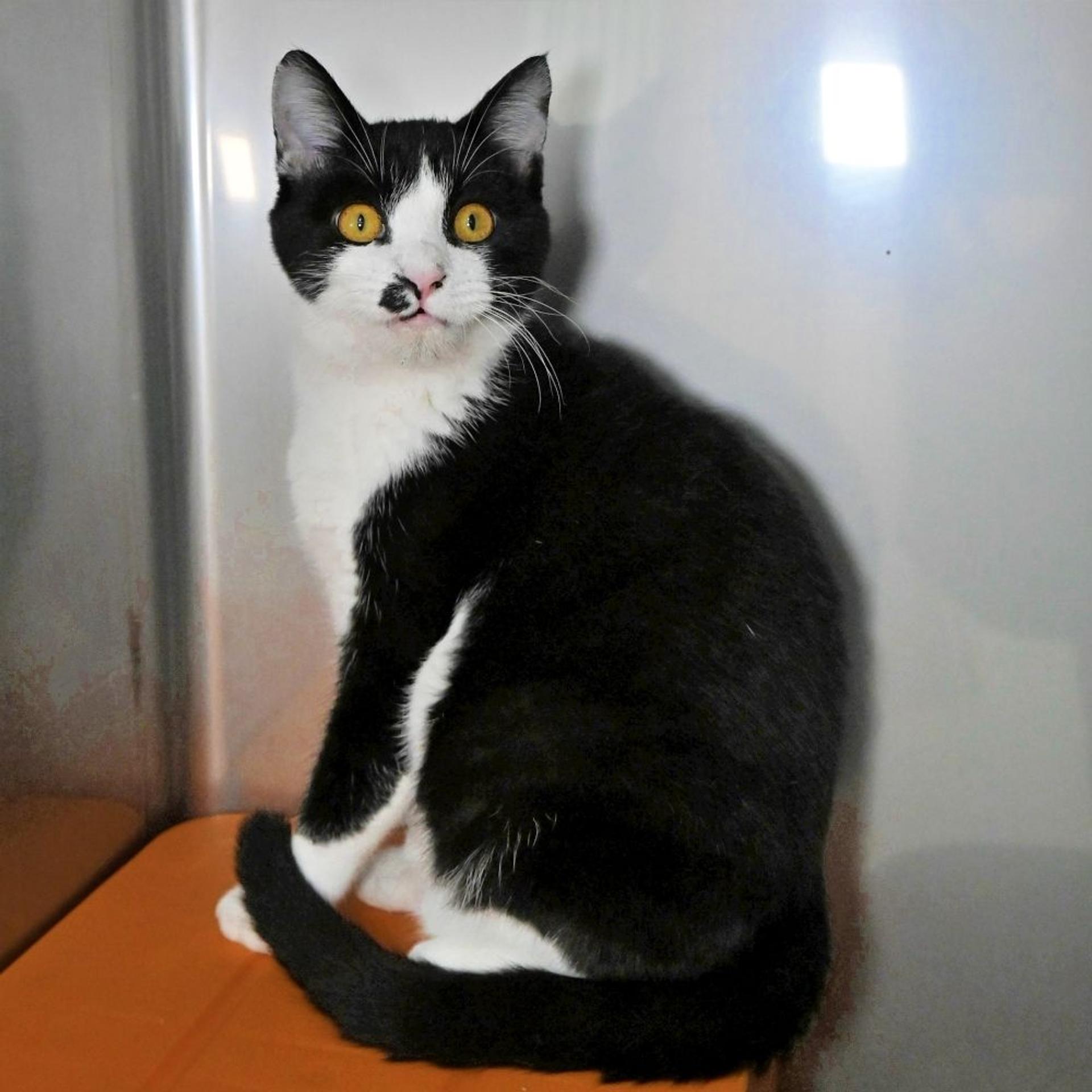 pet-image-3