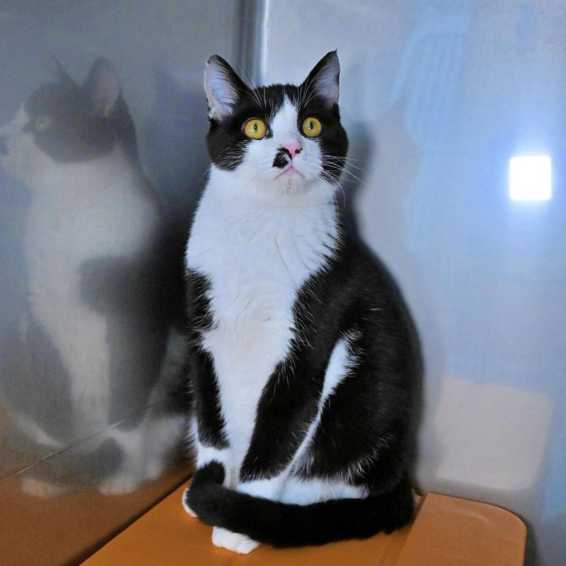 pet-image-4