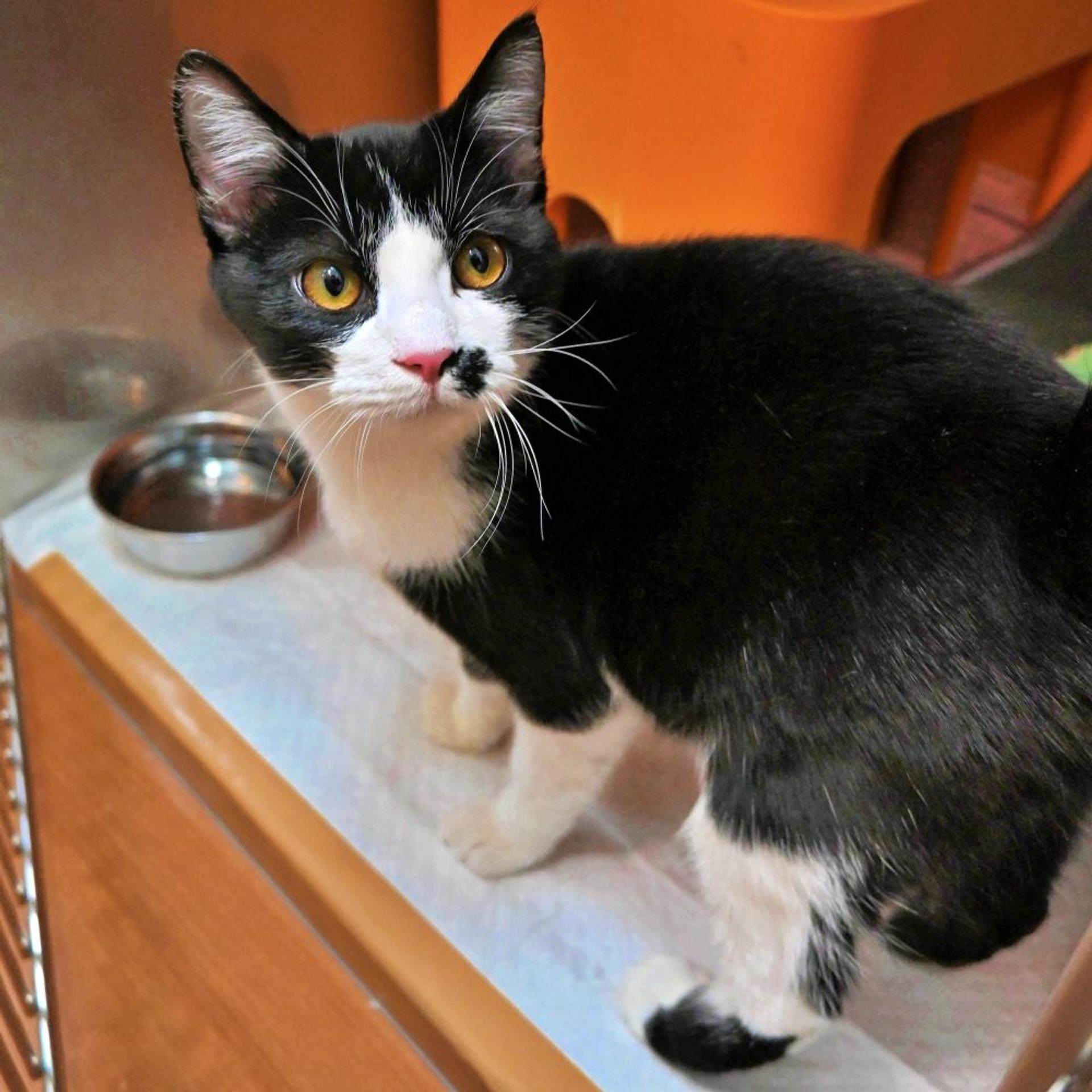 pet-image-2