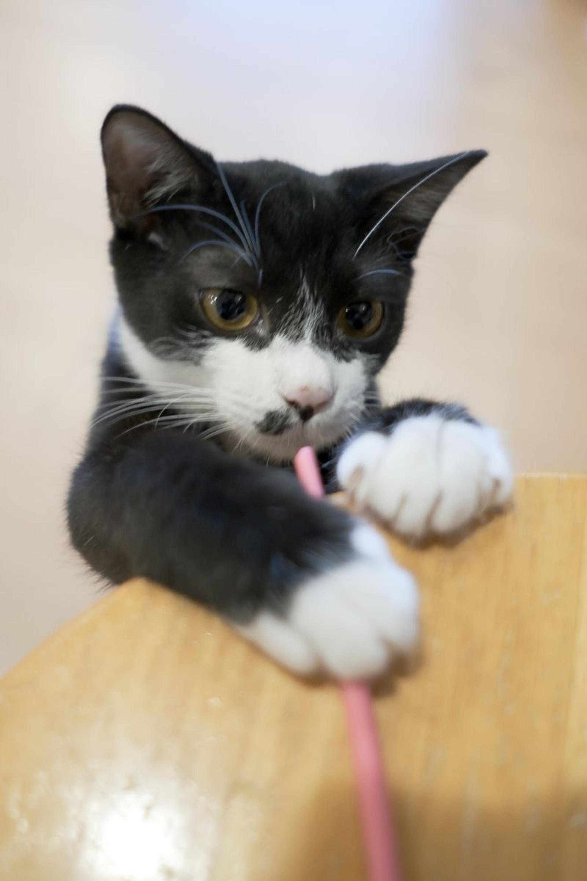 pet-image-2