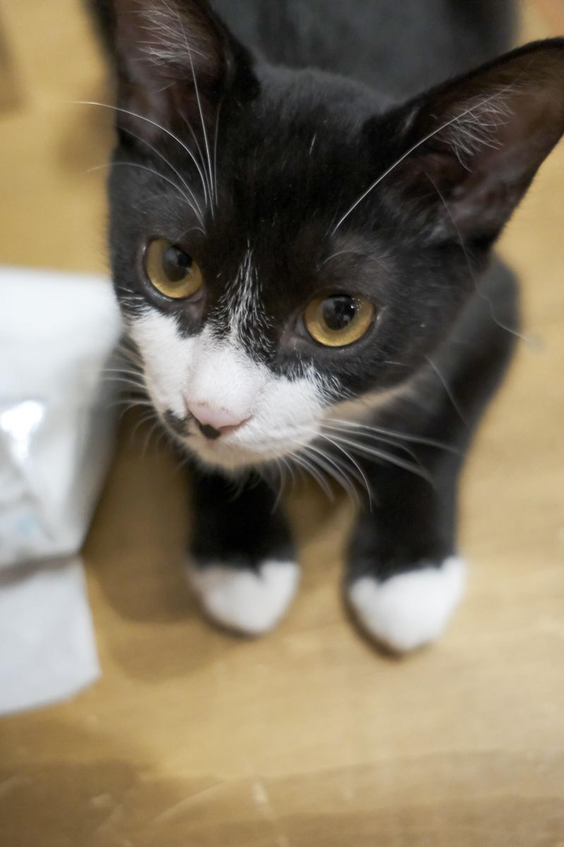 pet-image-5