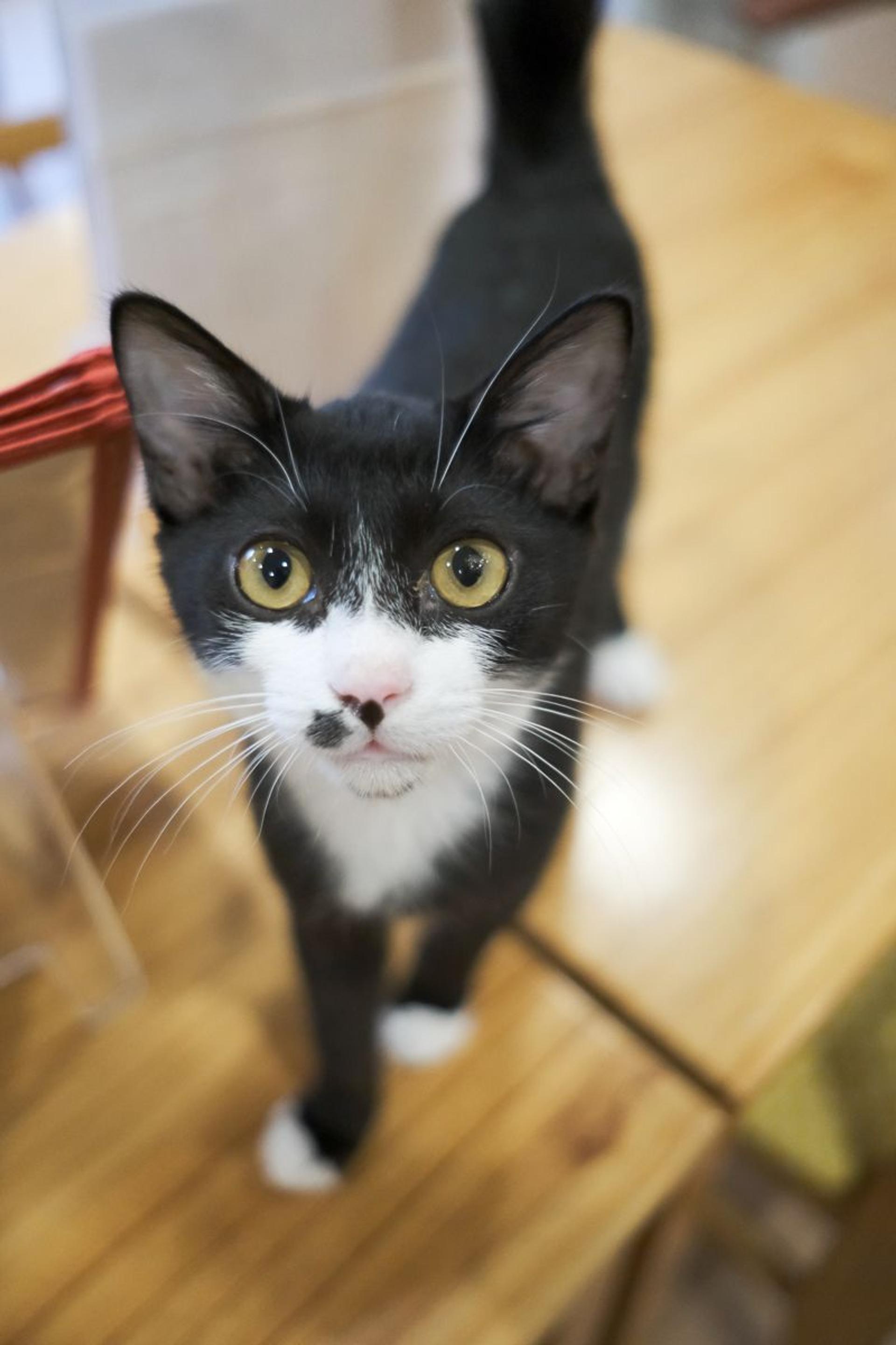 pet-image-7