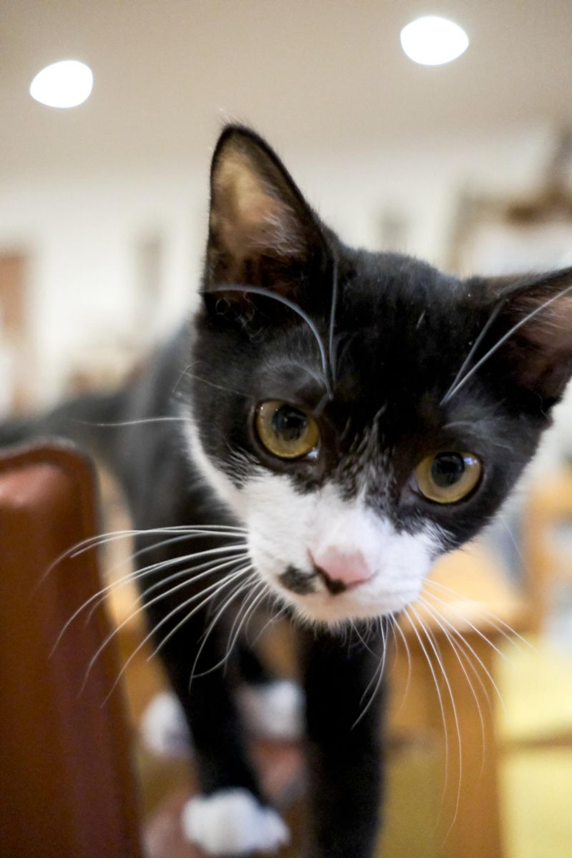 pet-image-8