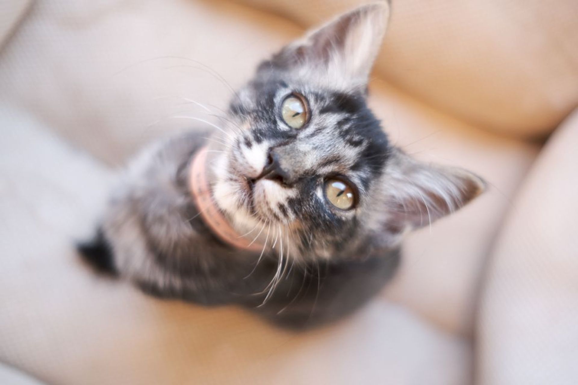 雑種（ミックス猫）・メスの里親募集の写真