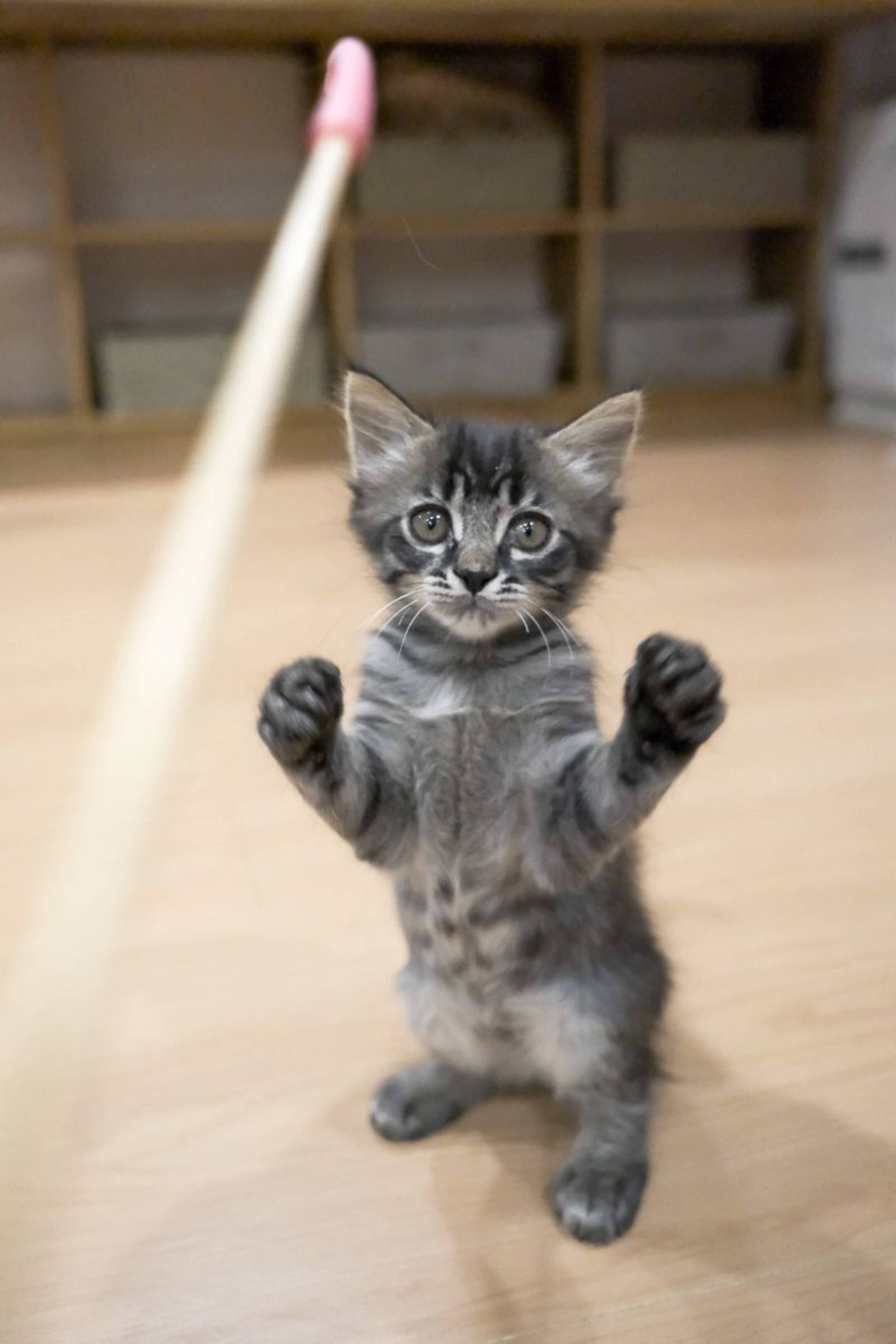 雑種（ミックス猫）・オスの里親募集の写真