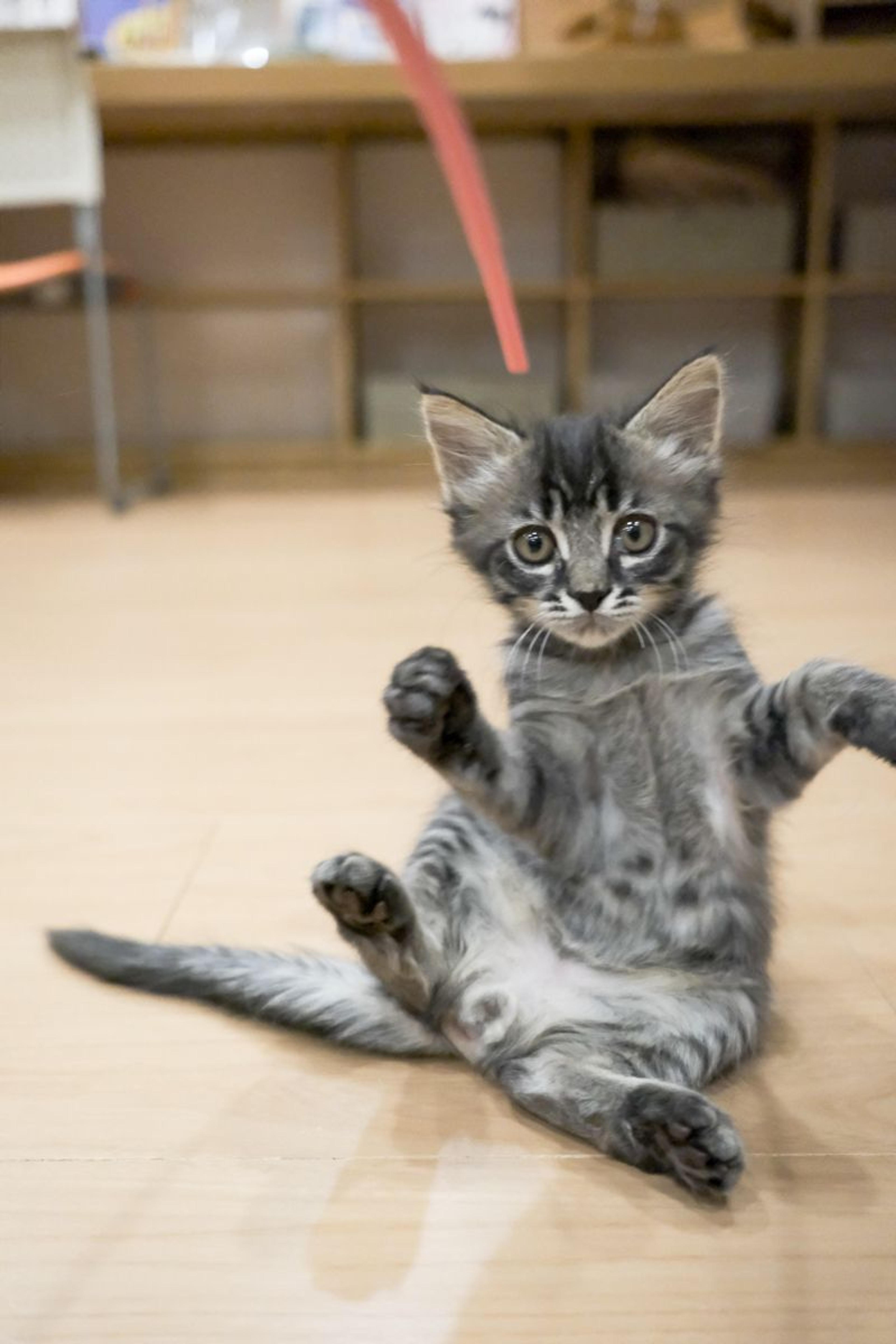 pet-image-3