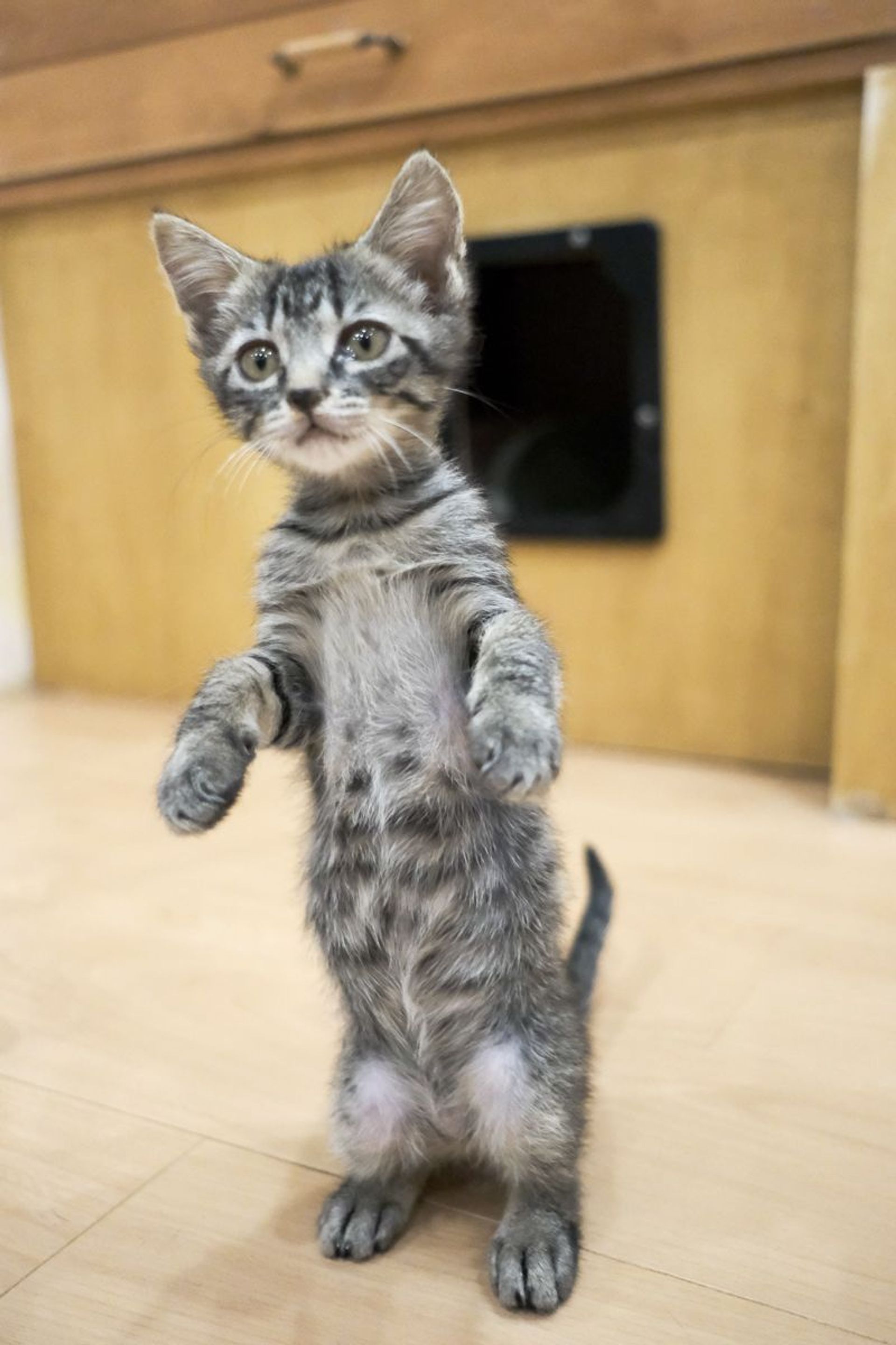雑種（ミックス猫）・メスの里親募集の写真