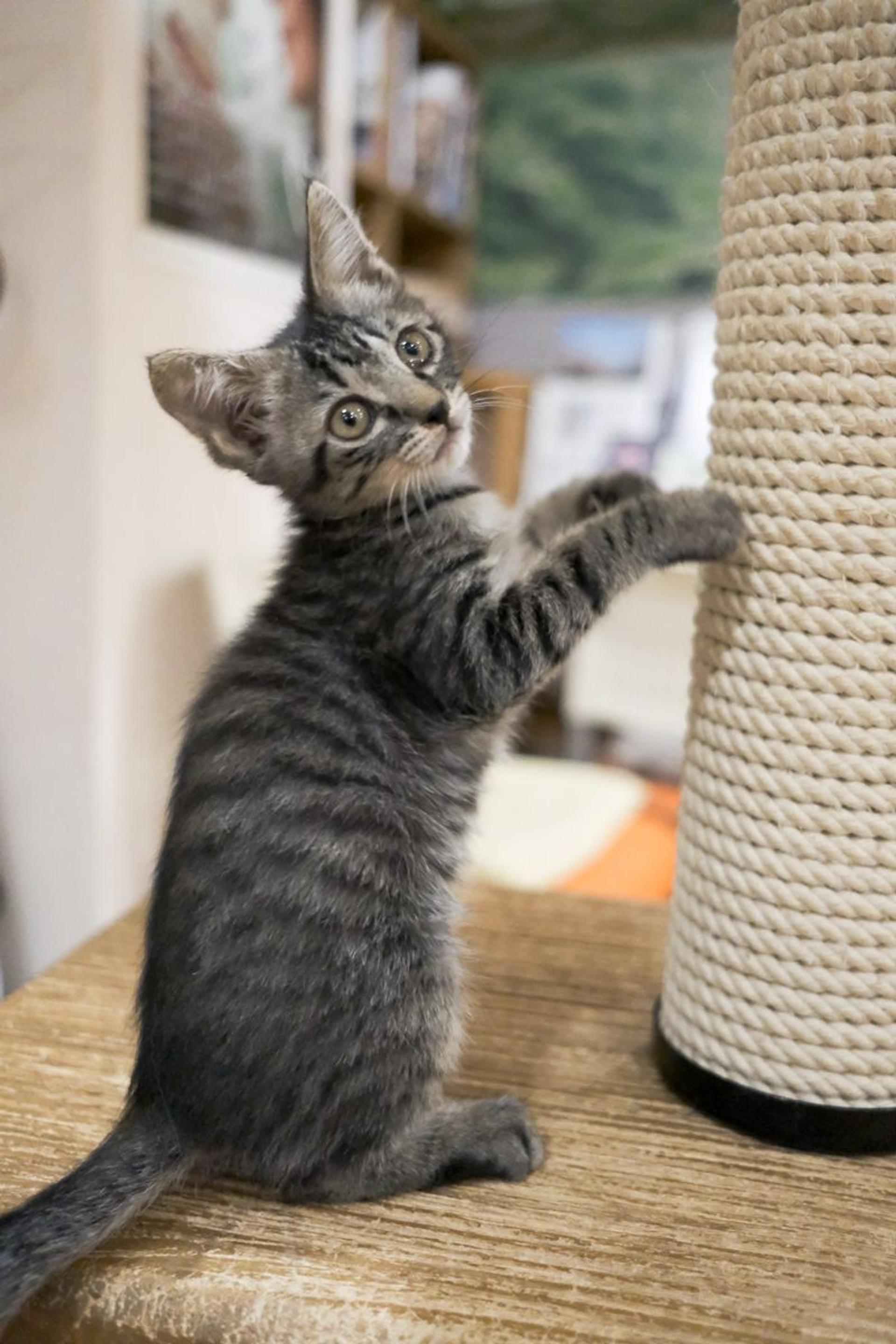 pet-image-4