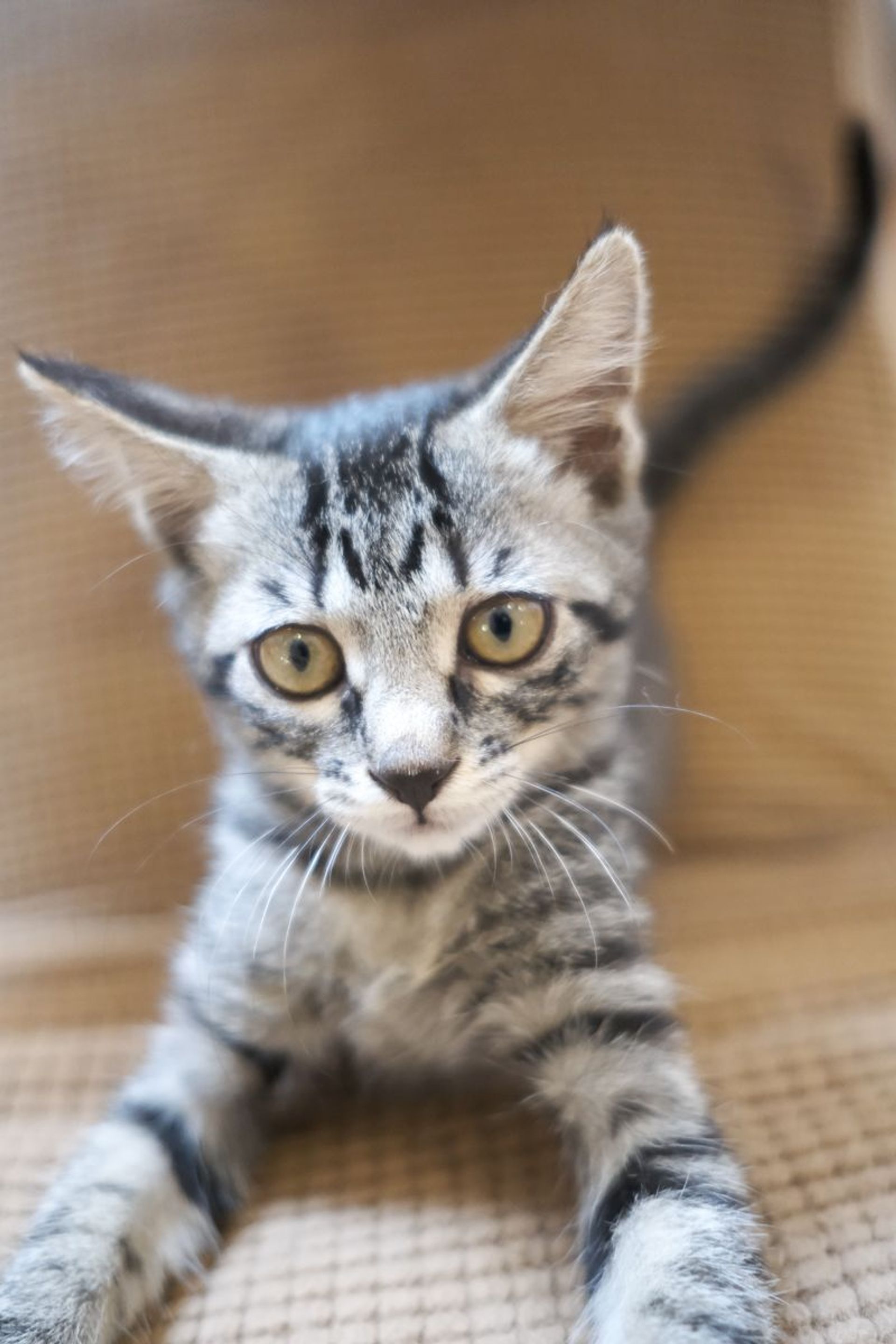 雑種（ミックス猫）・メスの里親募集の写真